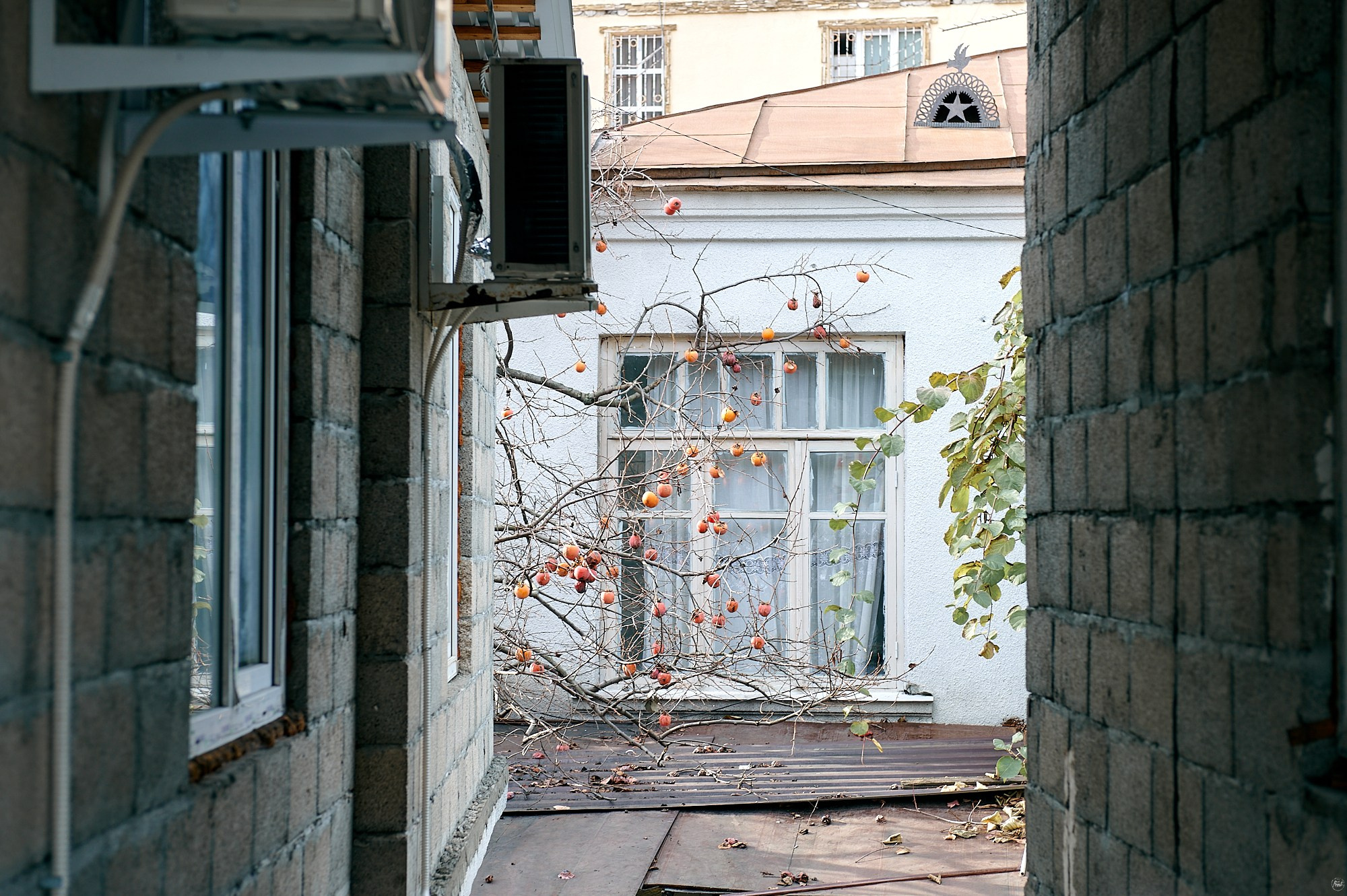 Гагра, Абхазия. Декабрь 2024. Фотографии отовсюду и обо всем