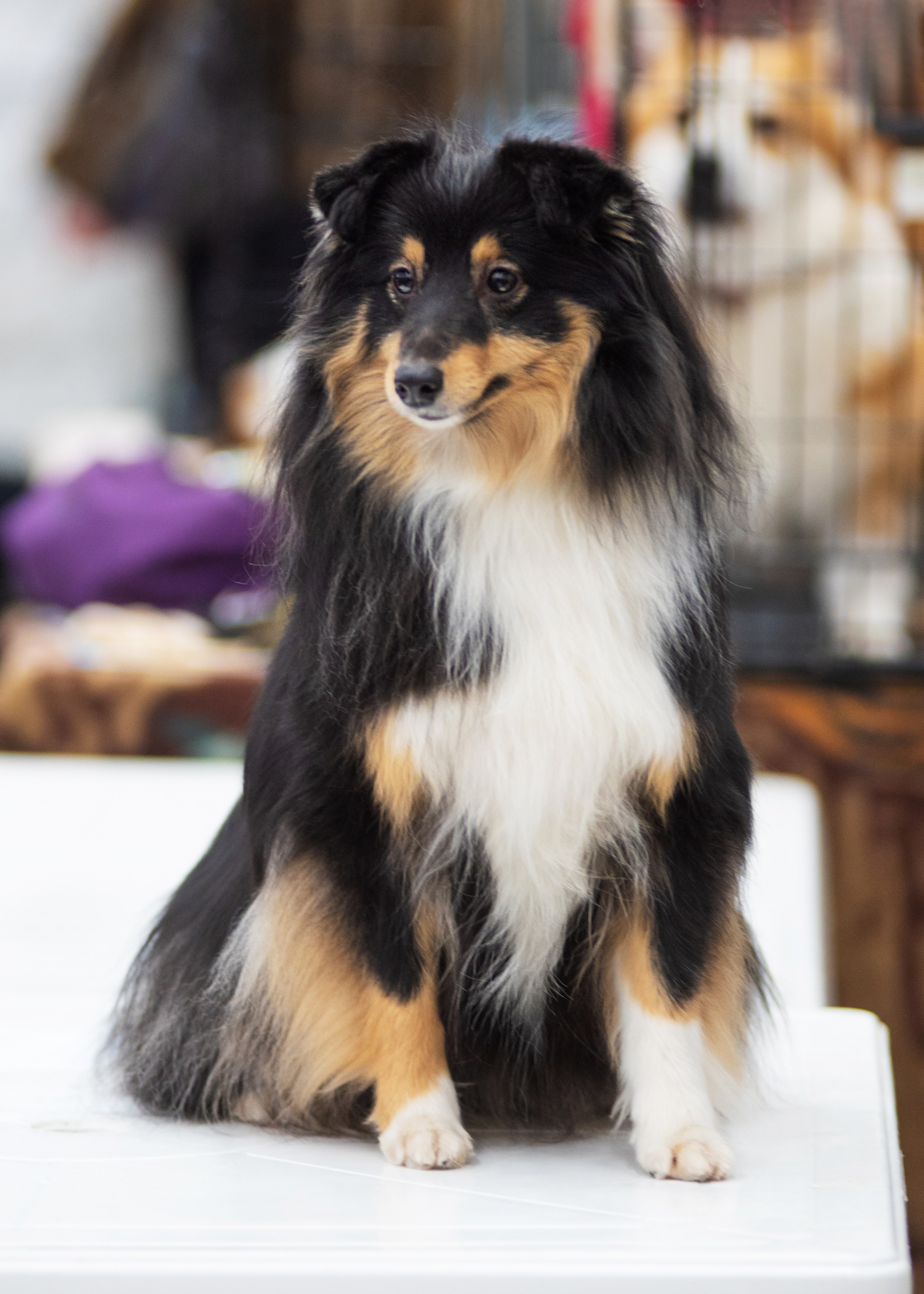 Выставка собак тюмень 14.01.2023. Дог-фотограф в Тюмени Александра Королева