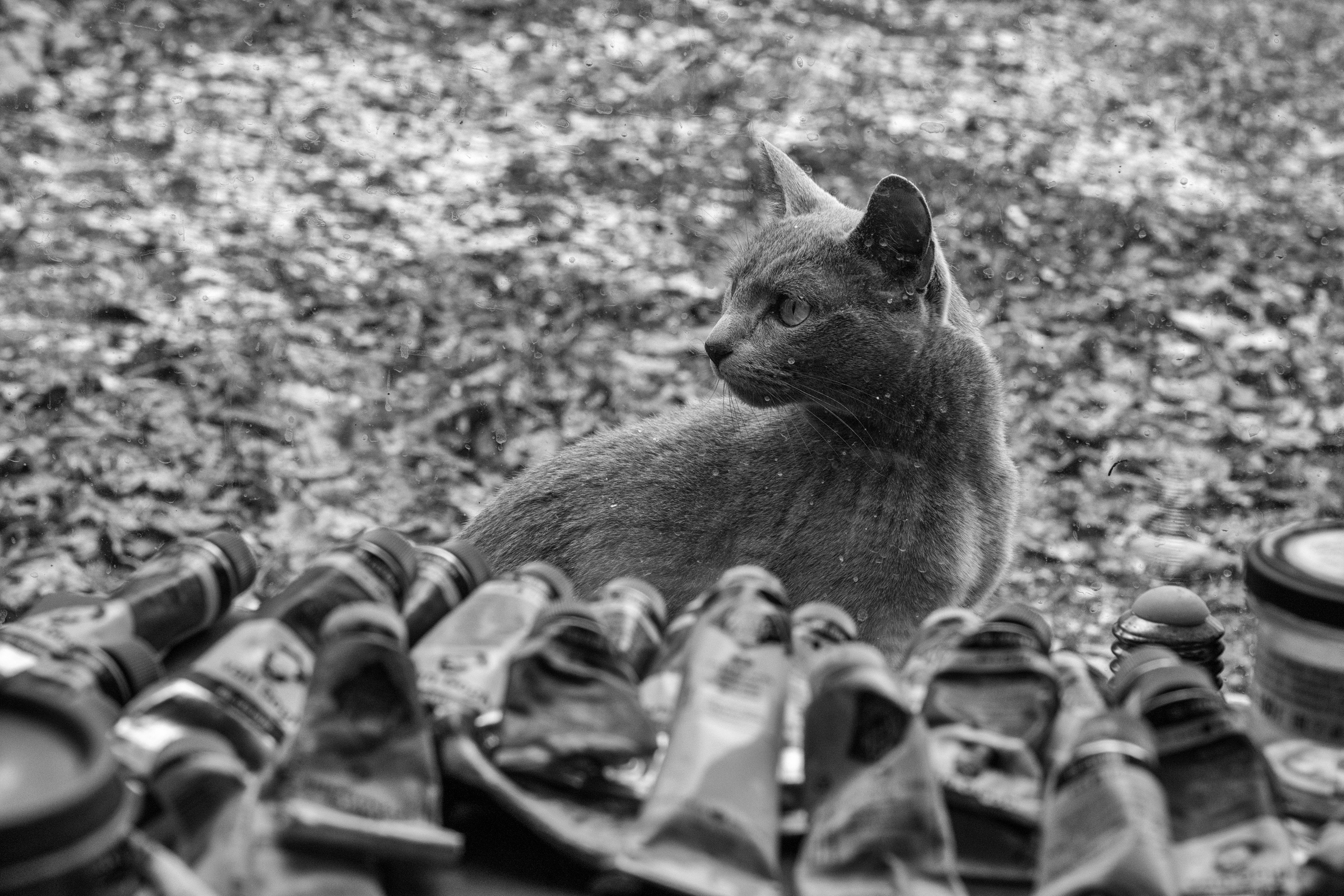 Dimitri Bakhtadze, dogs photos. Dimitri Bakhtadze photographer