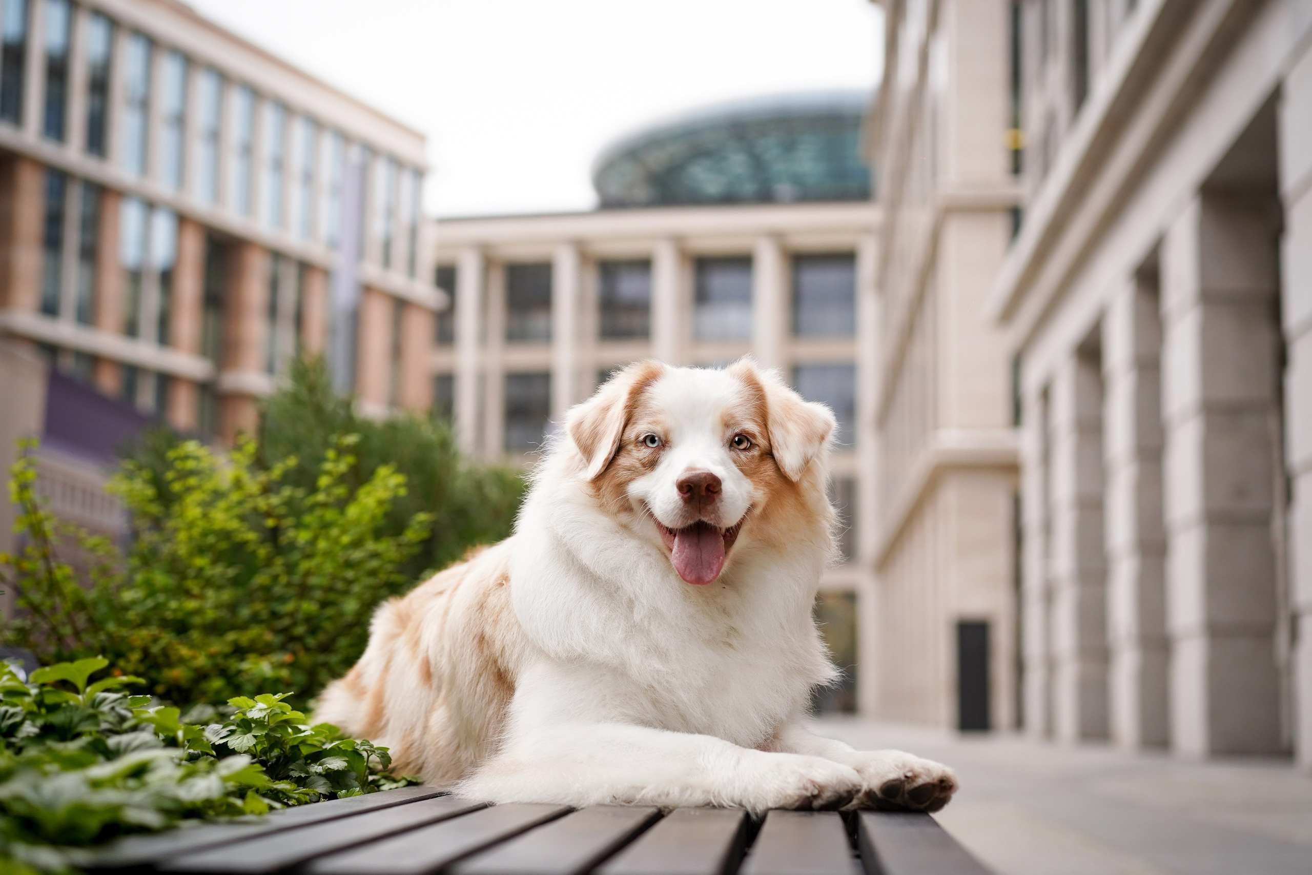 Кристина Катя Гермиона и Бэст. Фотограф-анималист в Санкт-Петербурге Яна Мартынова