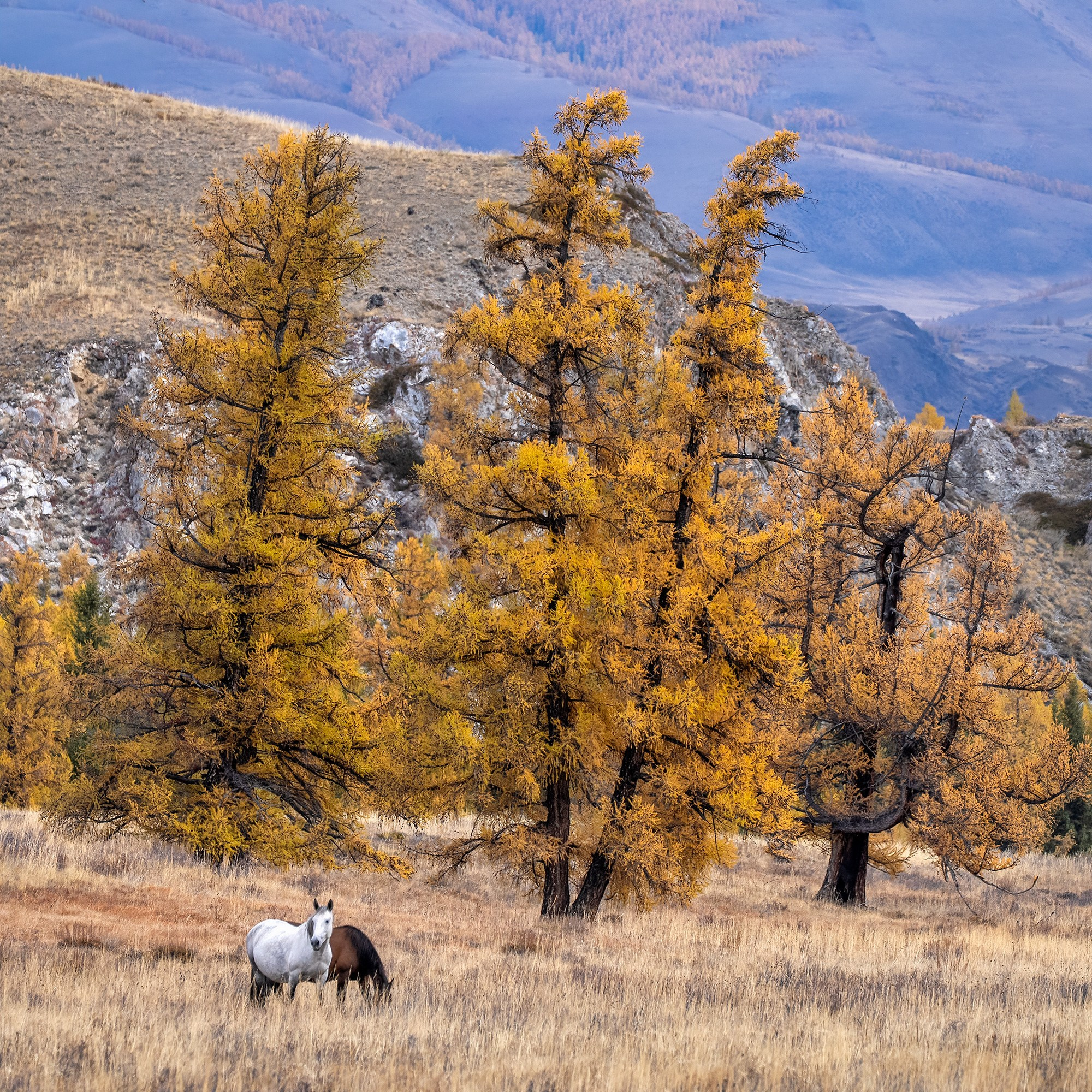 Алтай. Фотограф Владимир Остапенко