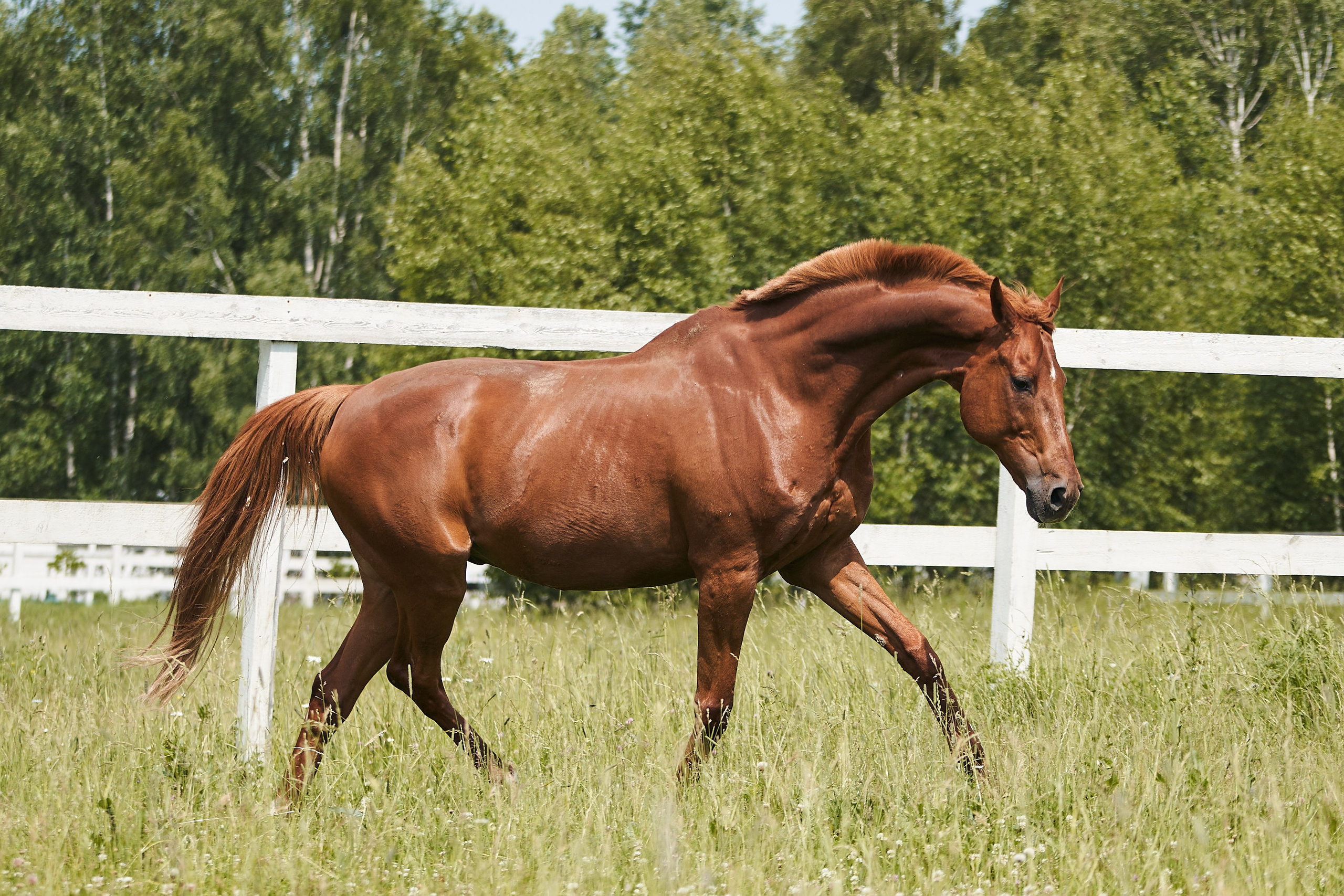 Эмбилгон, буденновский, КСК «Звёздный». Фотосессии с лошадьми в Москве, Новосибирске