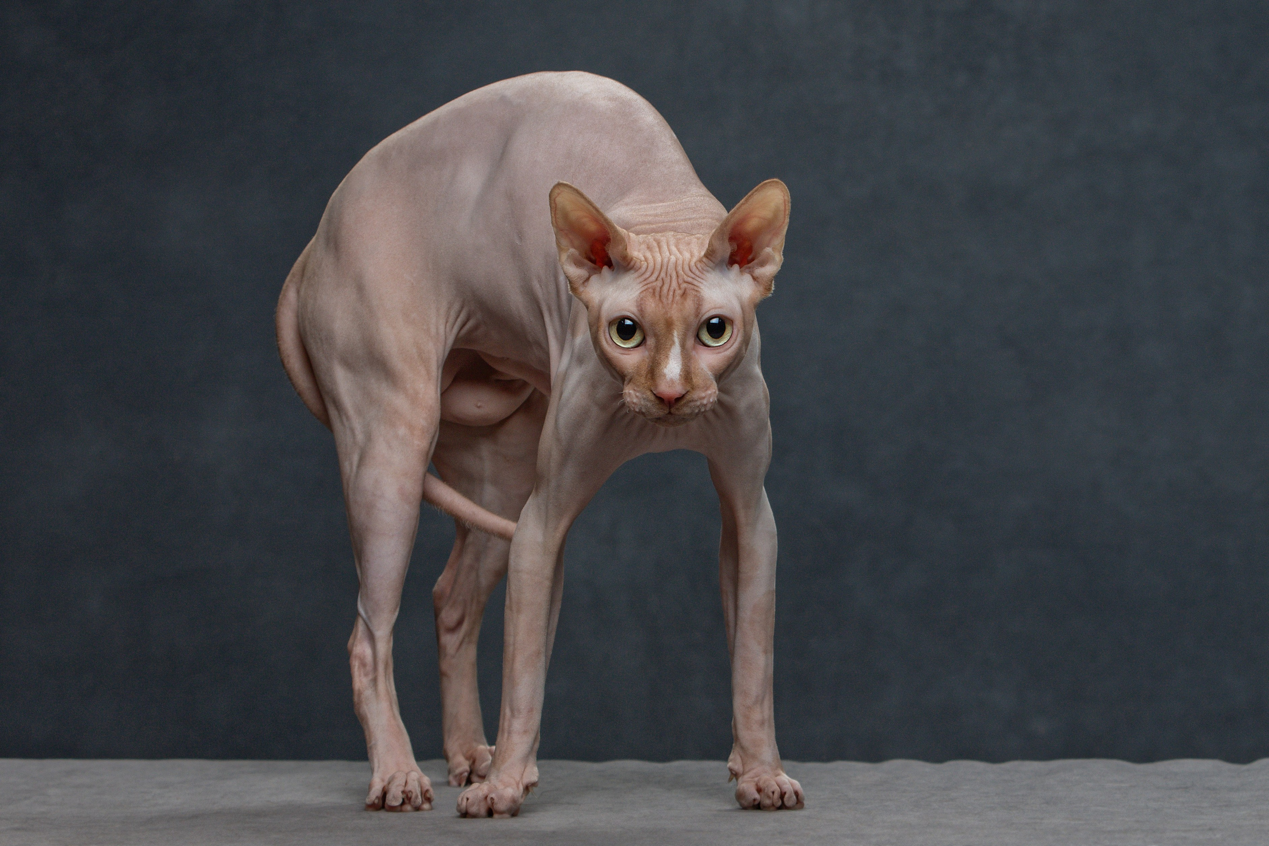 Кошки. Фотограф-анималист Юлия Зубкова