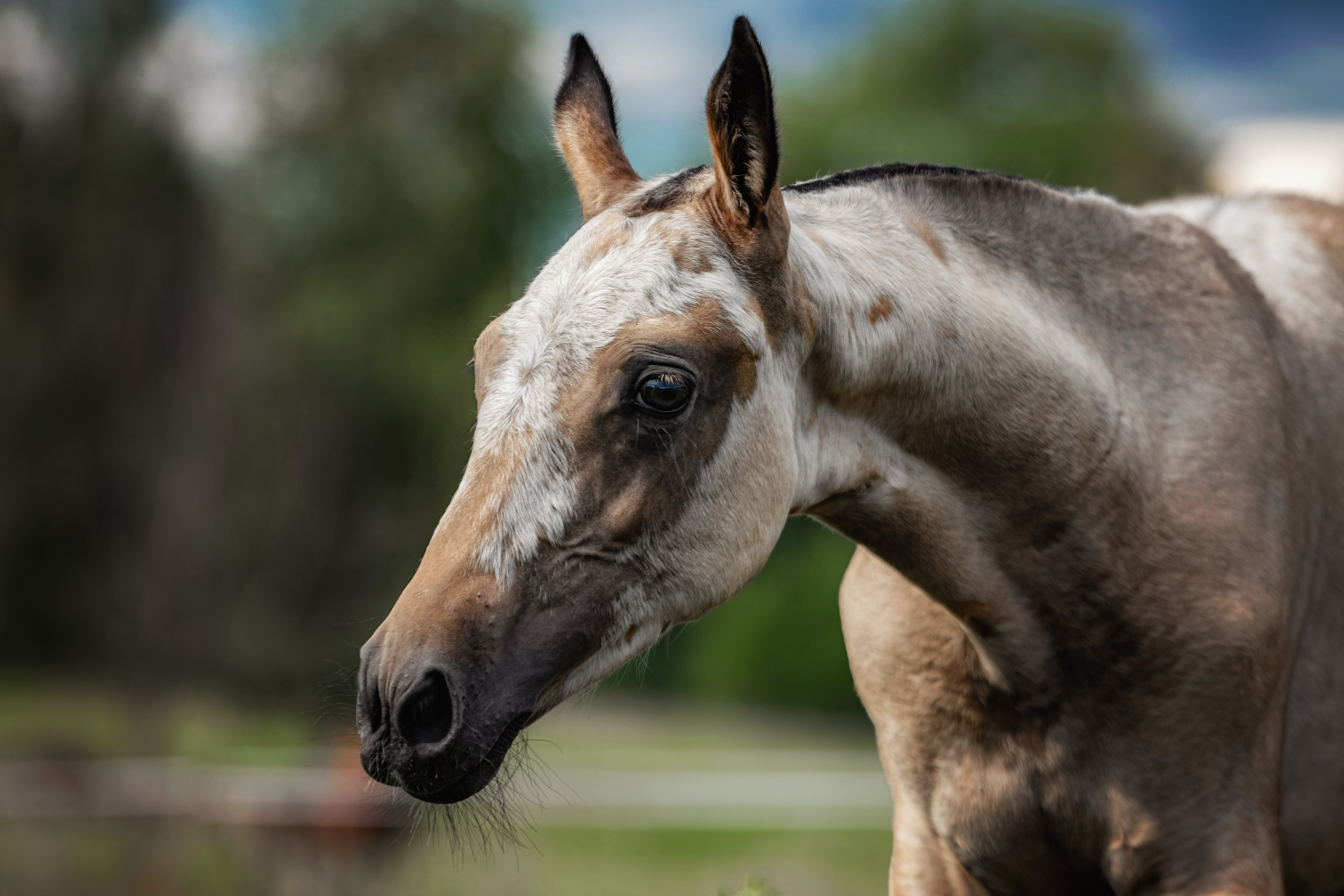 Лошади. Фотограф-анималист Юлия Зубкова