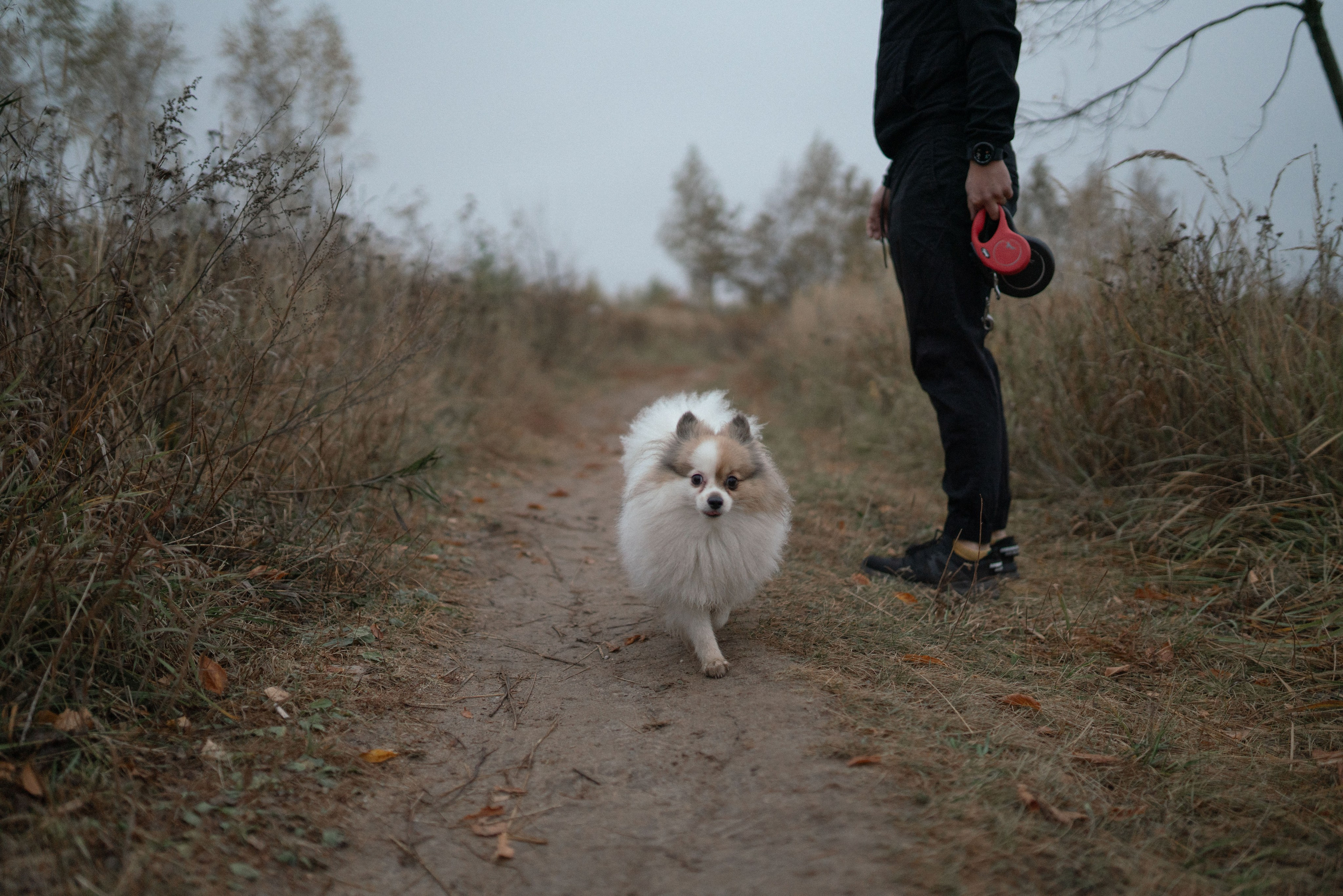 Фотосессия с собаками. Семейный фотограф в Рязани и Москве Victoria_Kros