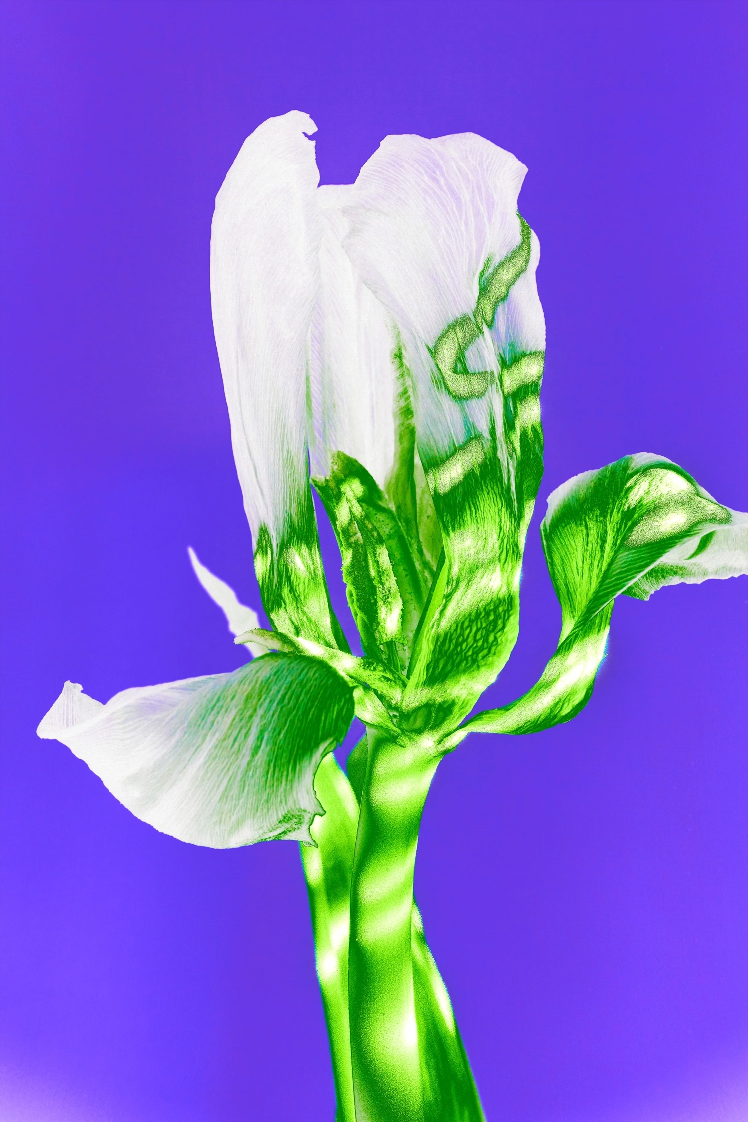 Интерьерные картины. Ангелина Журавлева Фотограф в Москве