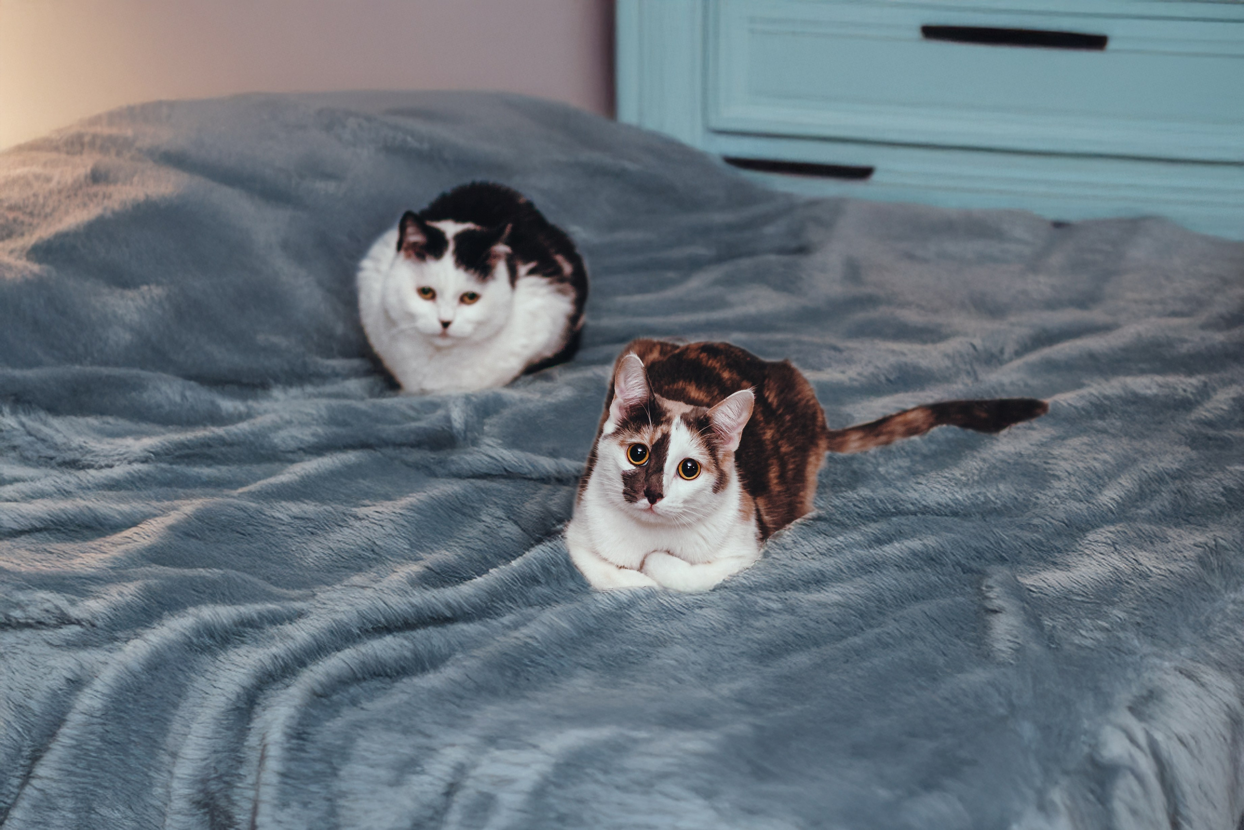 Кошки в поиске дома 2025. Фотограф-анималист Татьяна Степанова