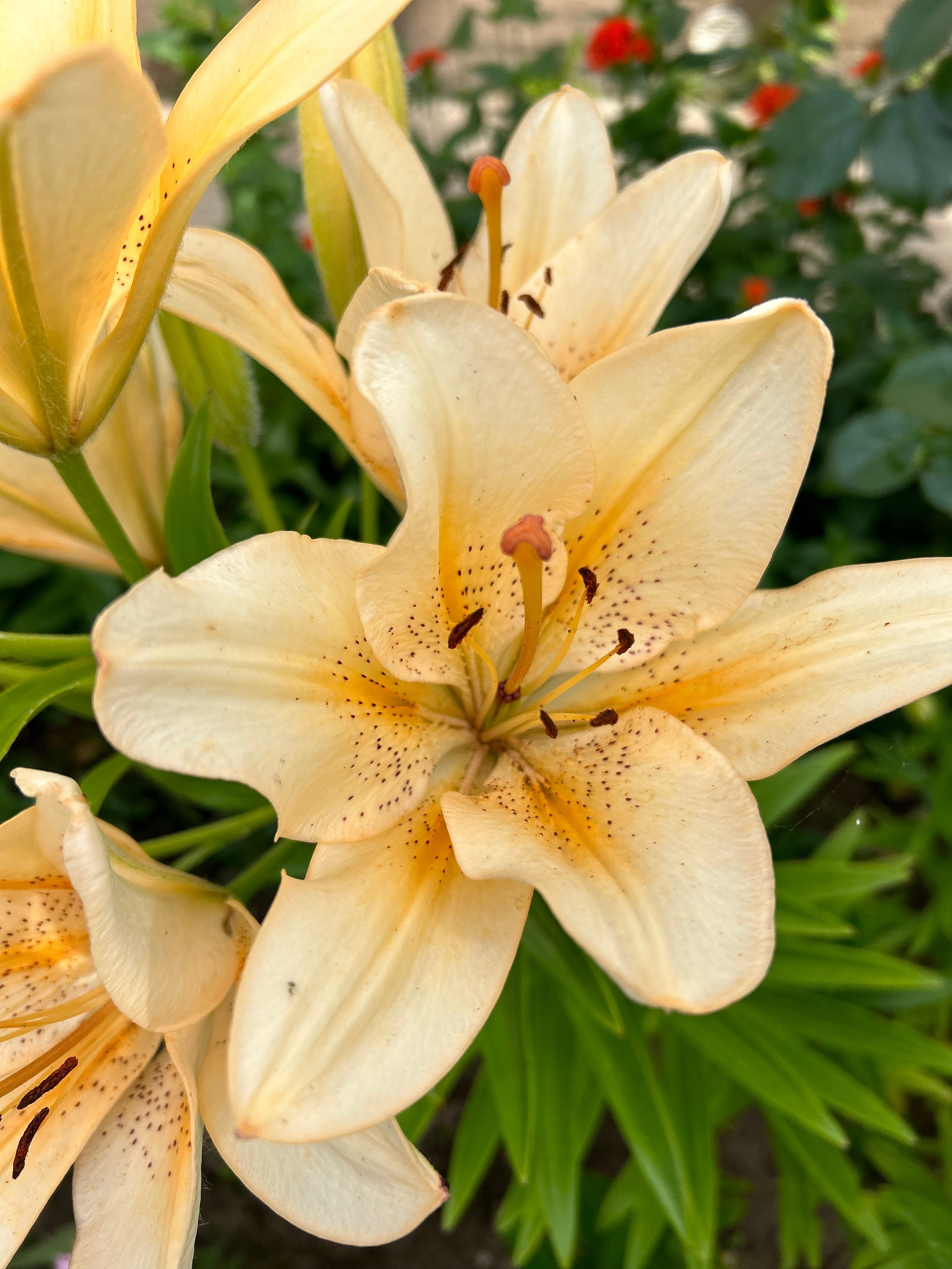 Цветы. Фотокружок «Видоискатель» ГБОУ СОШ № 291