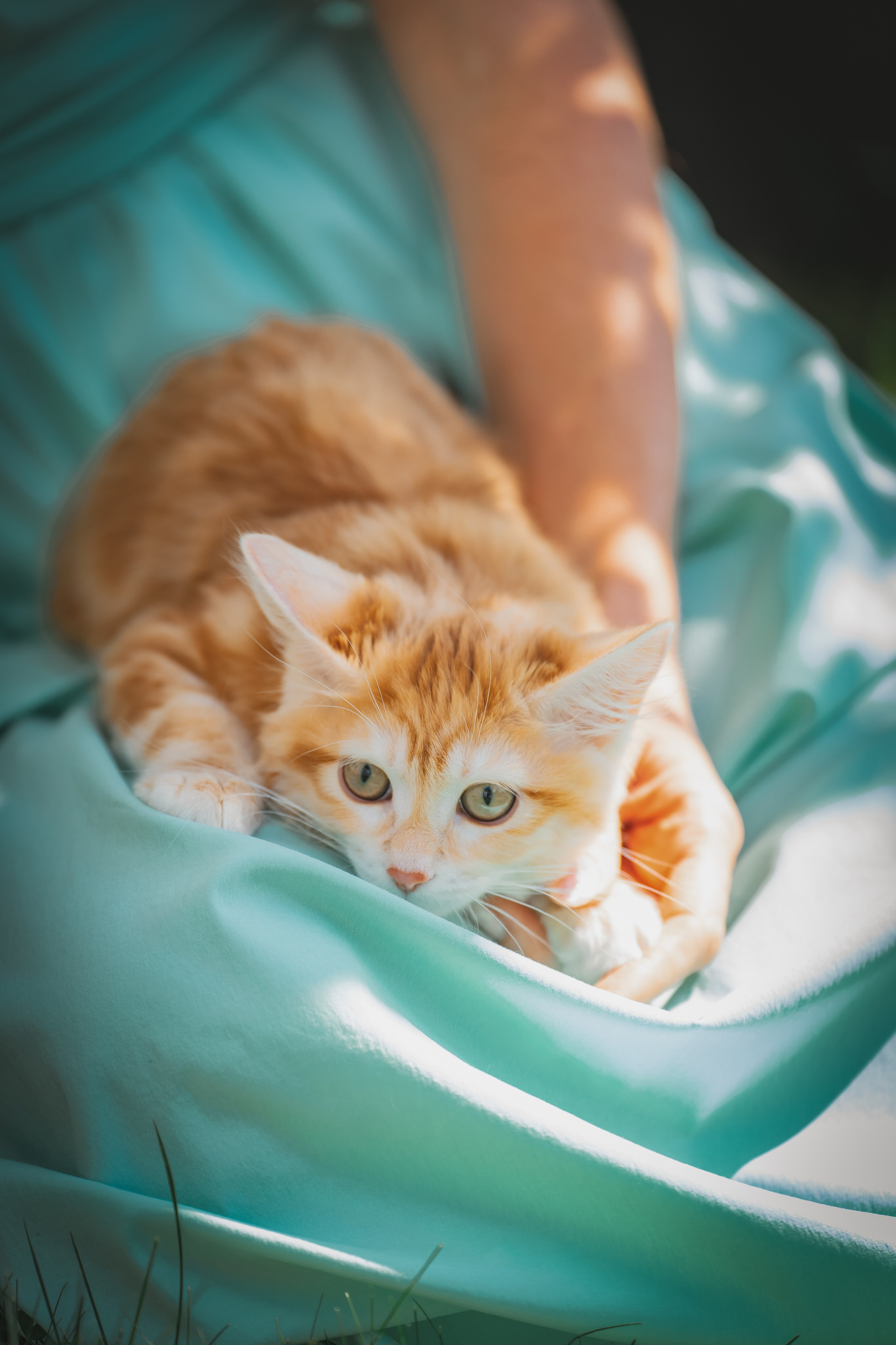 Питомник Курильских бобтейлов. Фотограф в Москве Ленарская Дарья