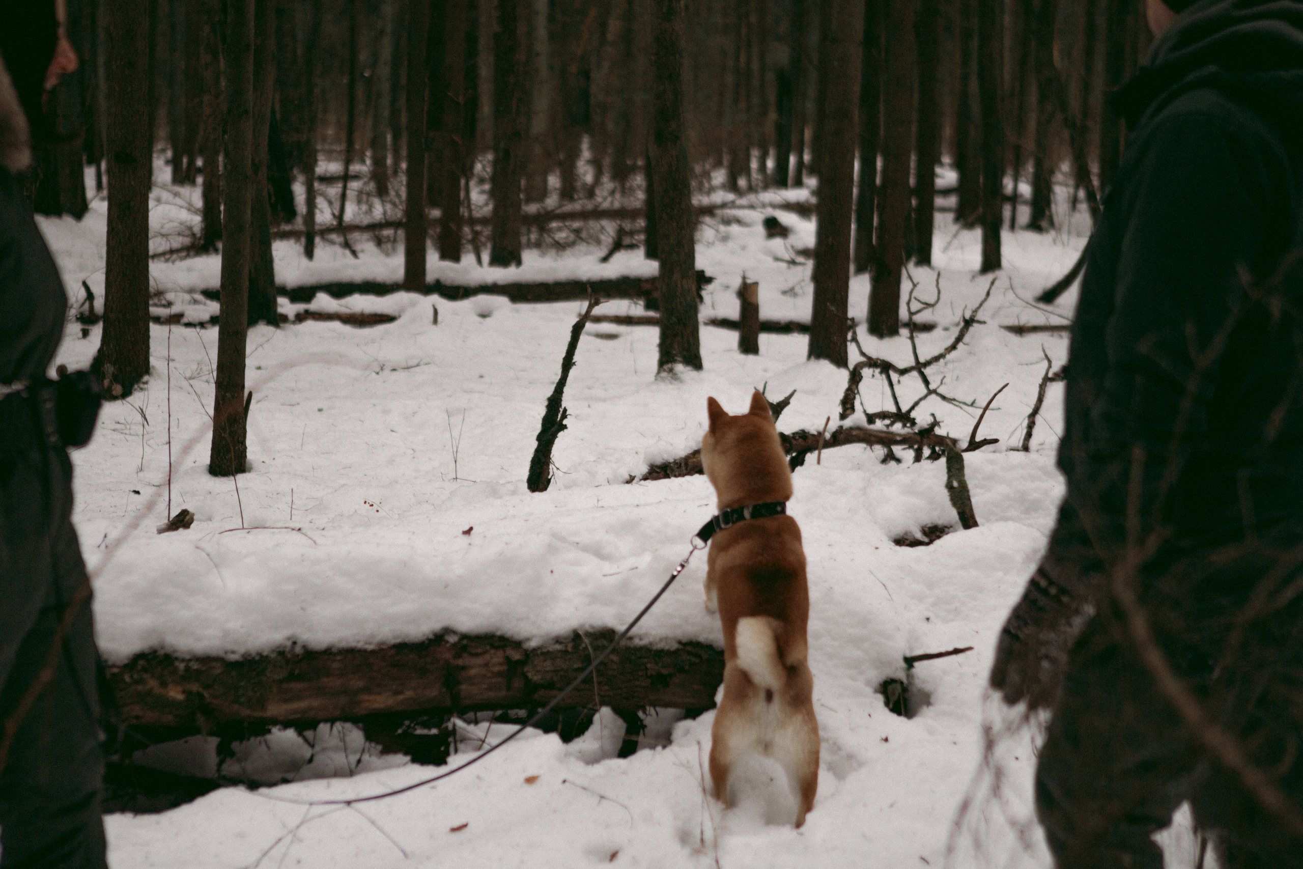 Katya, Dima, Rokki. Portrait, family and pet photographer in Cyprus, Ksenia Bourdelle