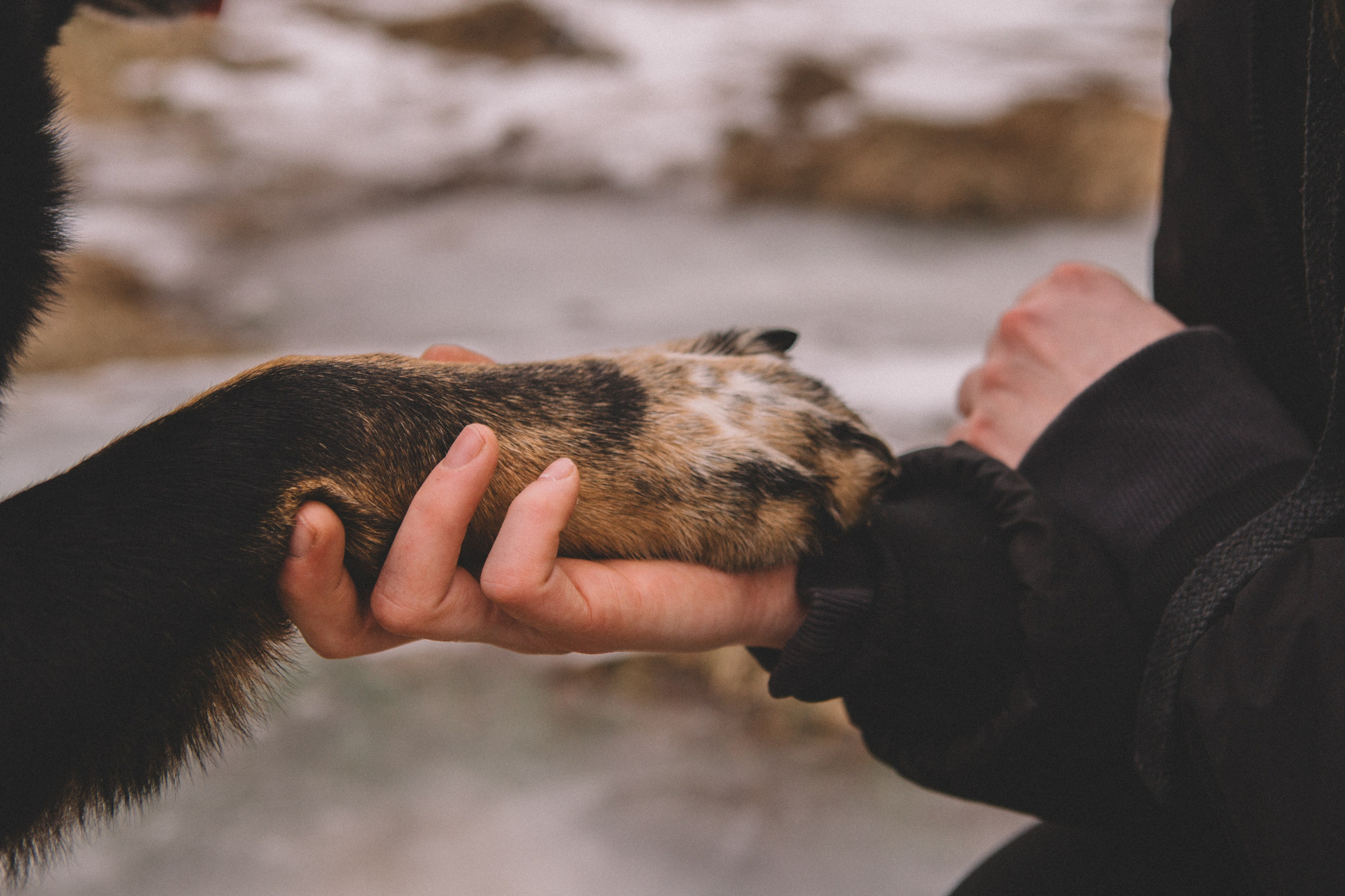 Alyona & Felix. Portrait, family and pet photographer in Cyprus, Ksenia Bourdelle