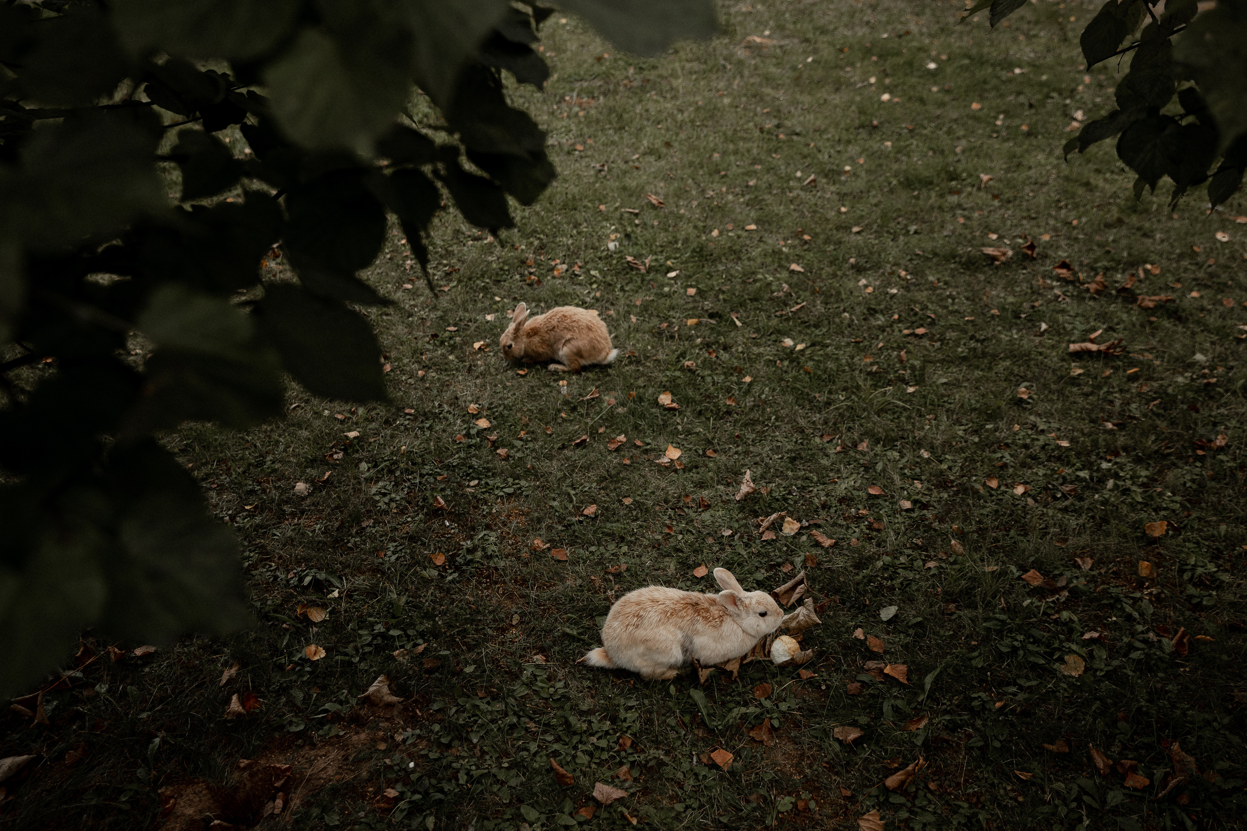 RAINBOW. Свадебный фотограф Ярославль, Рыбинск