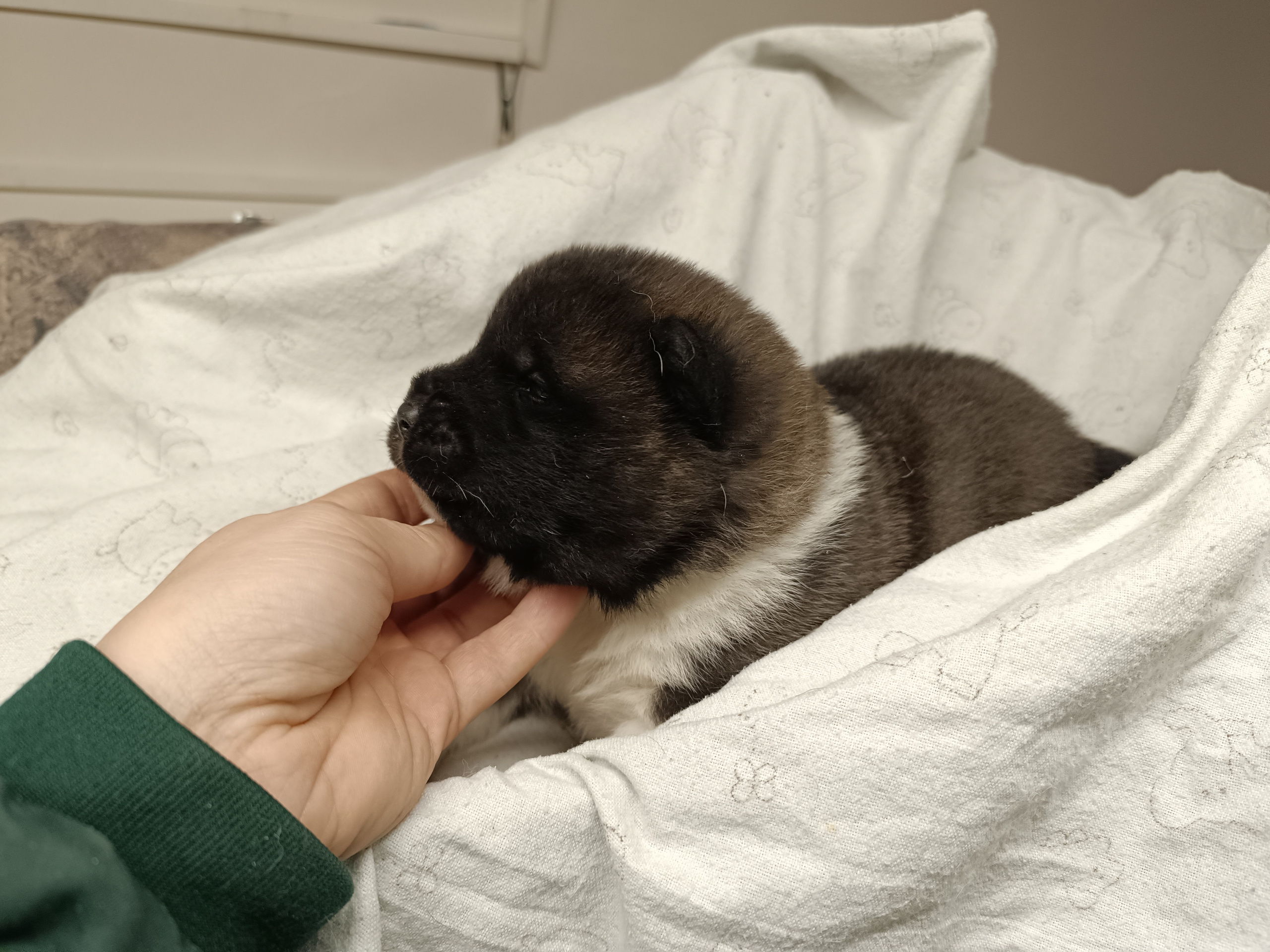 Американская акита  щенки питомник Санкт-Петербург клубные щенки Американская акита питомник RUBYLIGHT Рубилайт купить щенка американской акиты