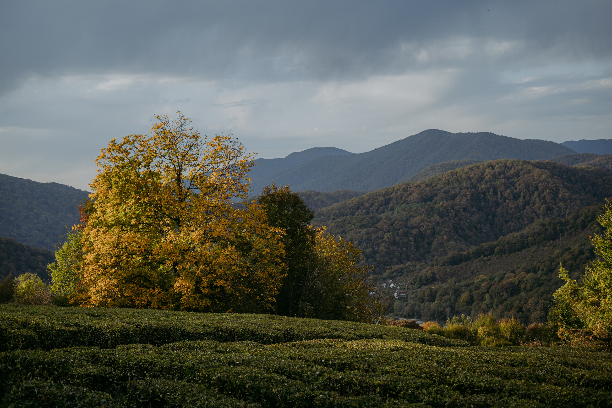 СОЛОХАУЛ. ПУТЕШЕСТВИЕ НА РОДИНУ РУССКОГО ЧАЯ. Фотограф в Сочи и Абхазии | Фототуры | September Air