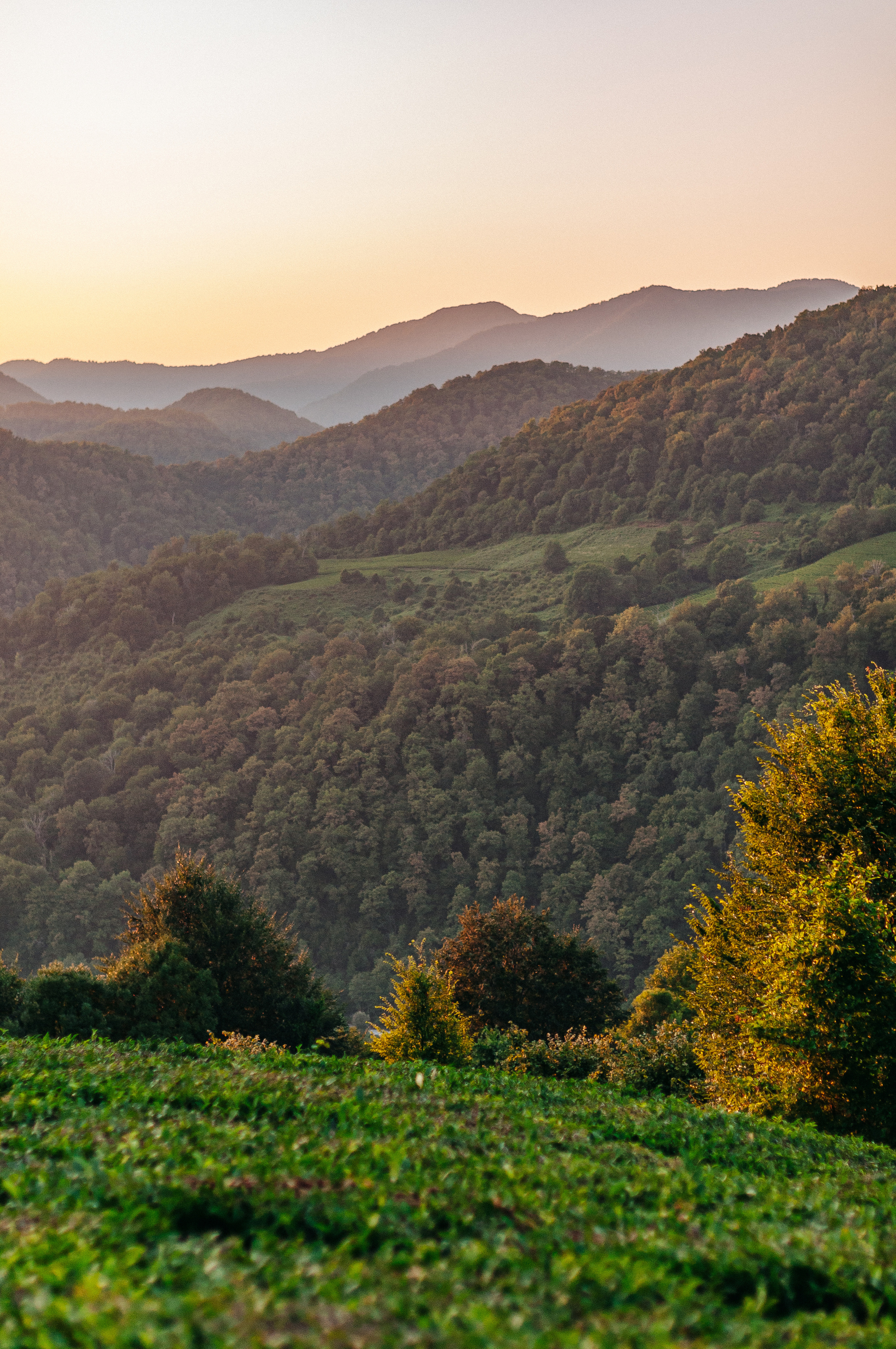 СОЛОХАУЛ. ПУТЕШЕСТВИЕ НА РОДИНУ РУССКОГО ЧАЯ. Фотограф в Сочи и Абхазии | Фототуры | September Air