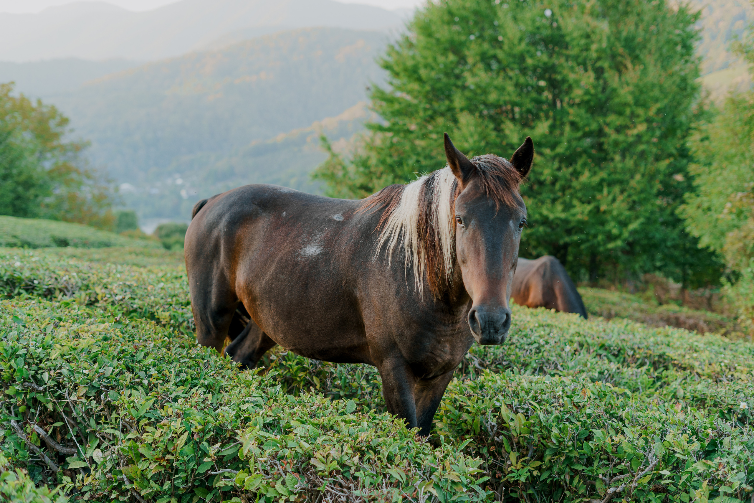СОЛОХАУЛ. ПУТЕШЕСТВИЕ НА РОДИНУ РУССКОГО ЧАЯ. Фотограф в Сочи и Абхазии | Фототуры | September Air