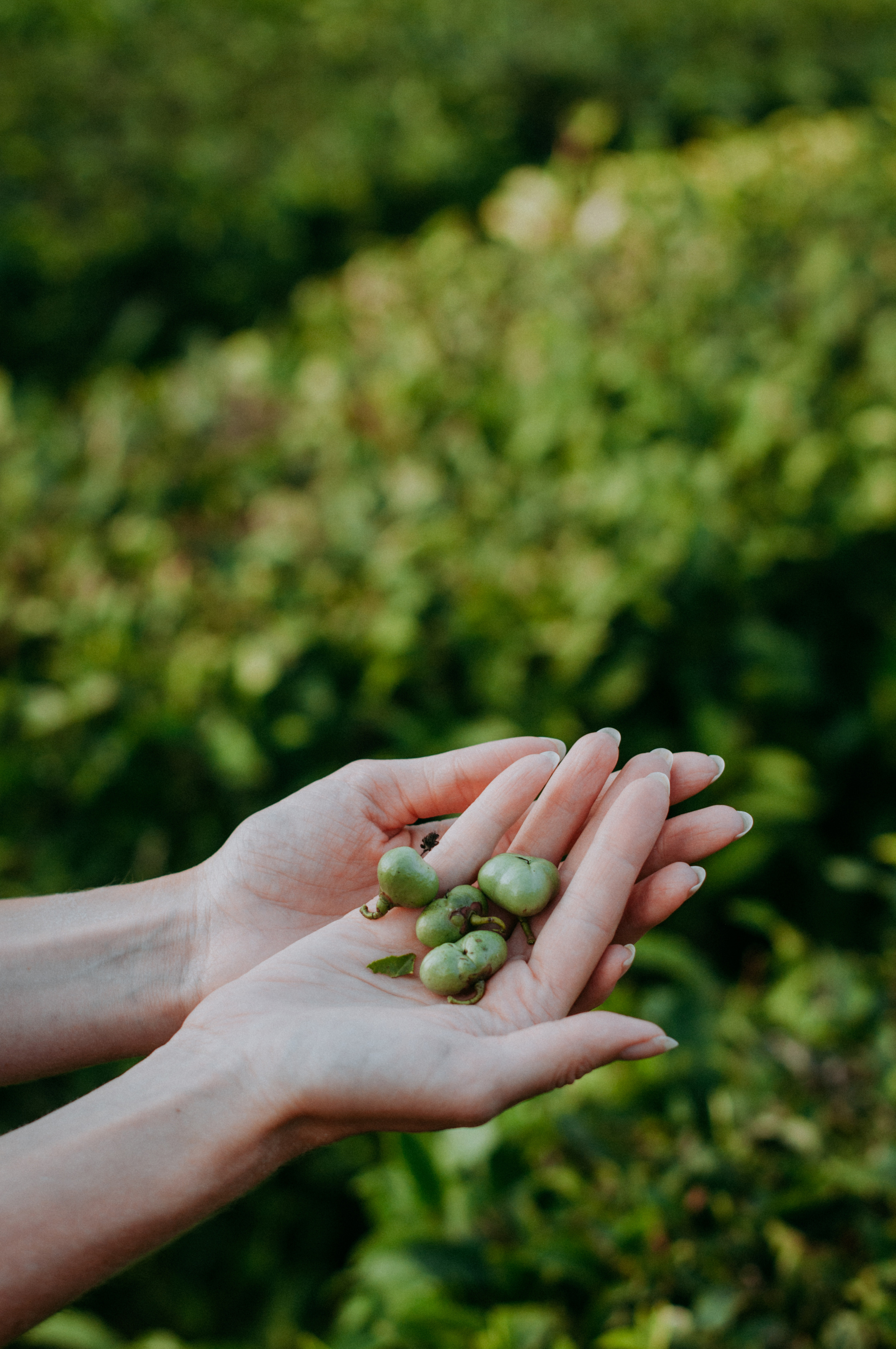 СОЛОХАУЛ. ПУТЕШЕСТВИЕ НА РОДИНУ РУССКОГО ЧАЯ. Фотограф в Сочи и Абхазии | Фототуры | September Air