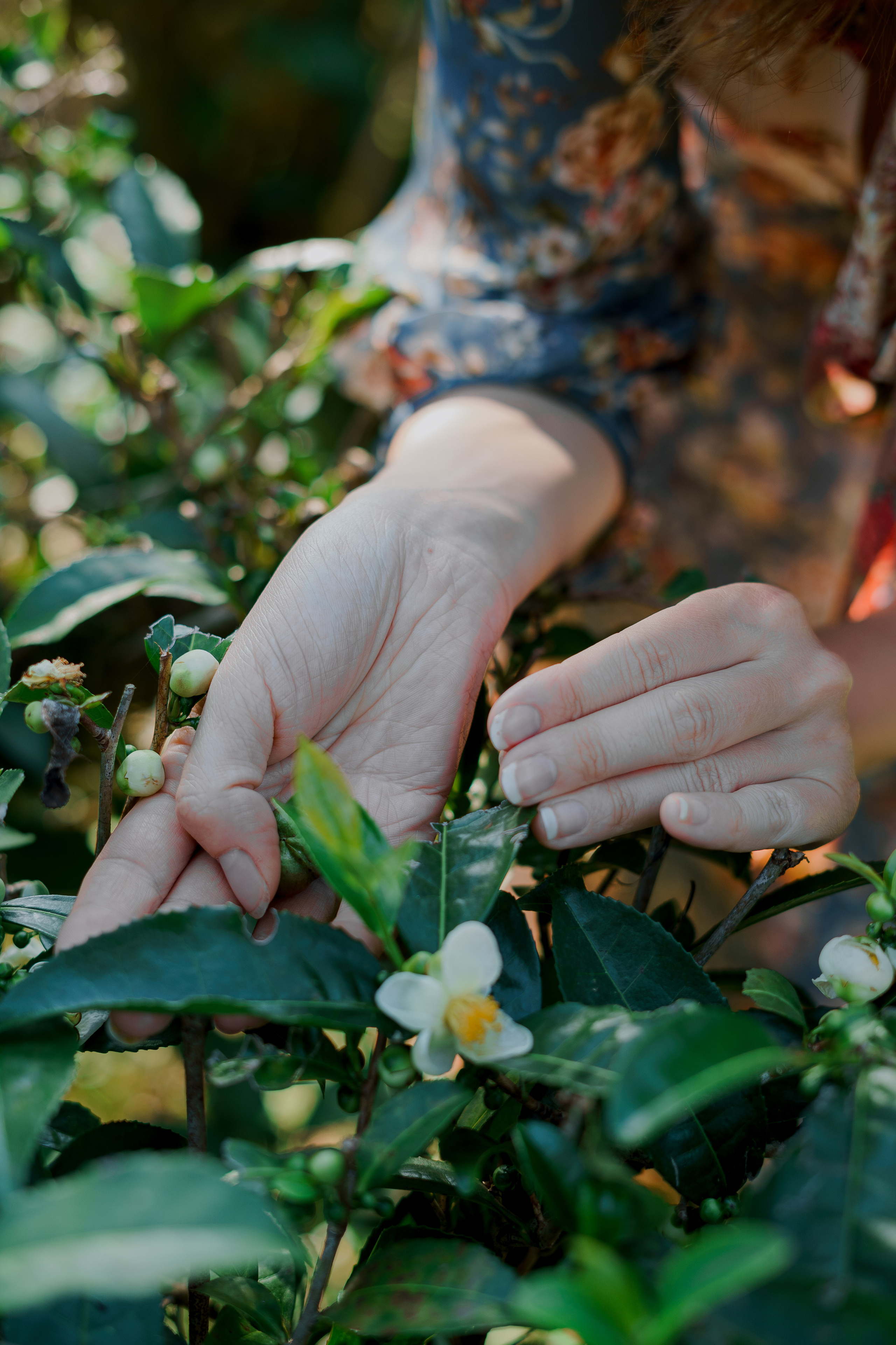 СОЛОХАУЛ. ПУТЕШЕСТВИЕ НА РОДИНУ РУССКОГО ЧАЯ. Фотограф в Сочи и Абхазии | Фототуры | September Air