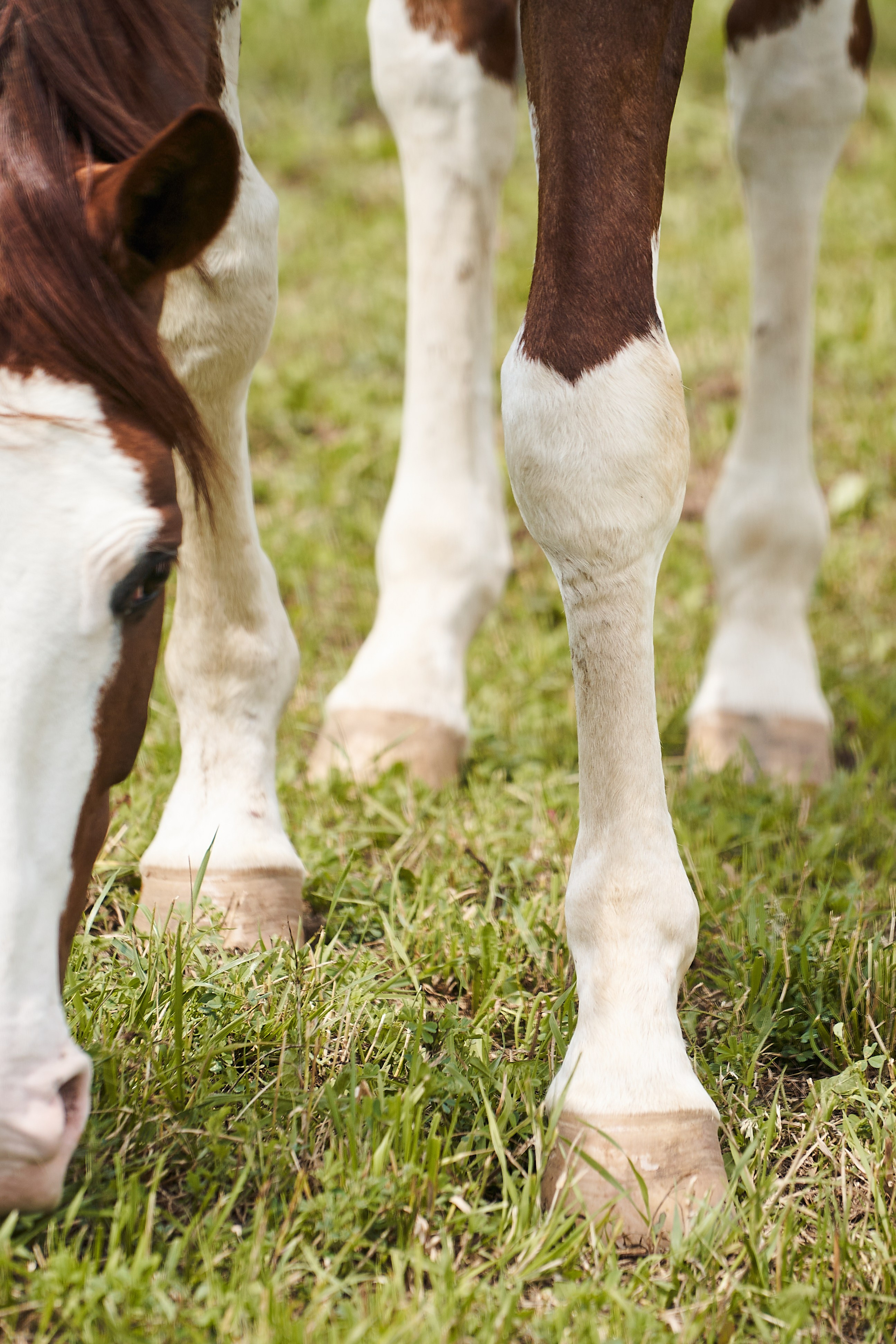Хэмилтон, полукровный, КСК «Звёздный». Фотосессии с лошадьми в Москве, Новосибирске