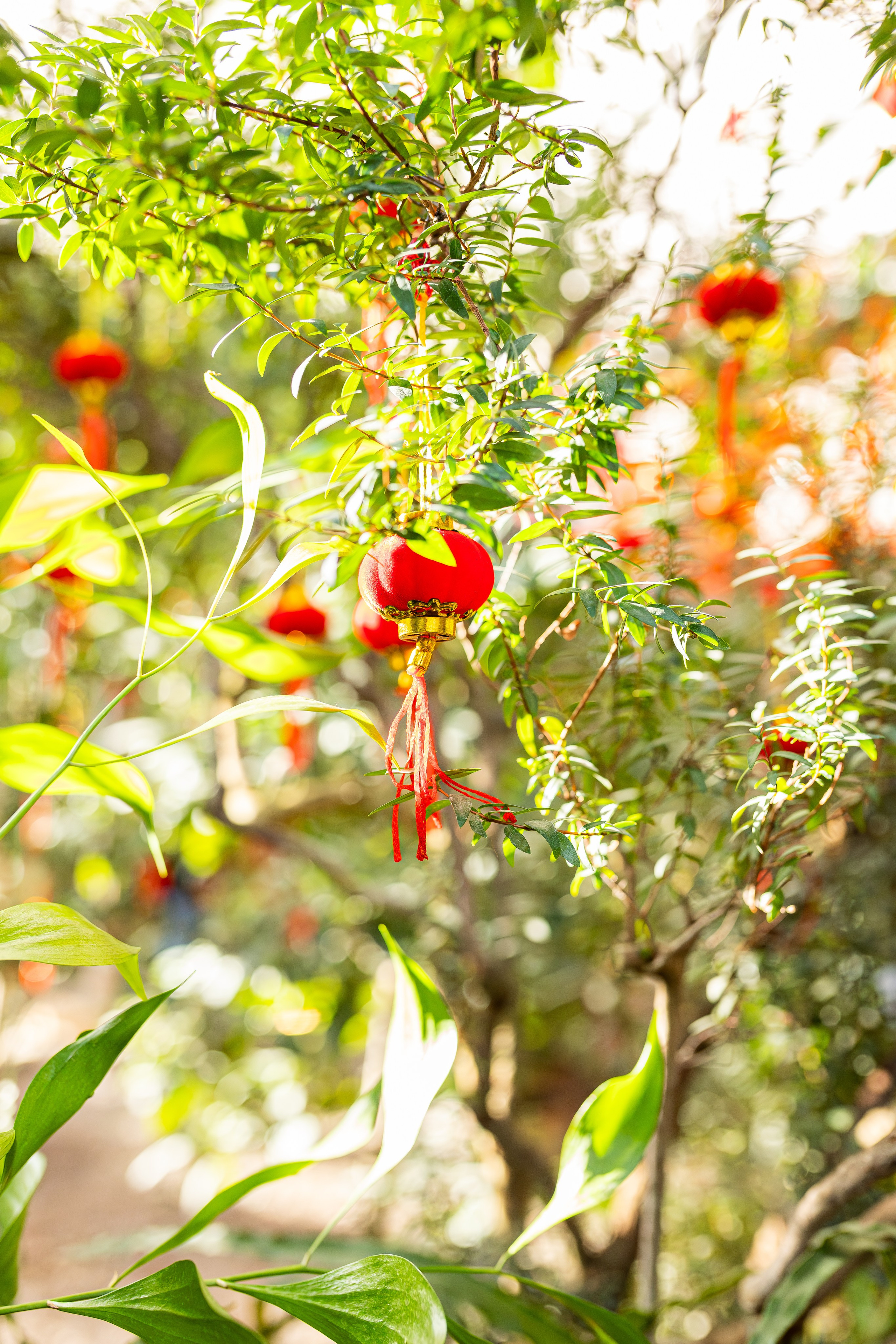 Аптекарский огород МГУ. Китай. Александра Куликова фотограф, Москва