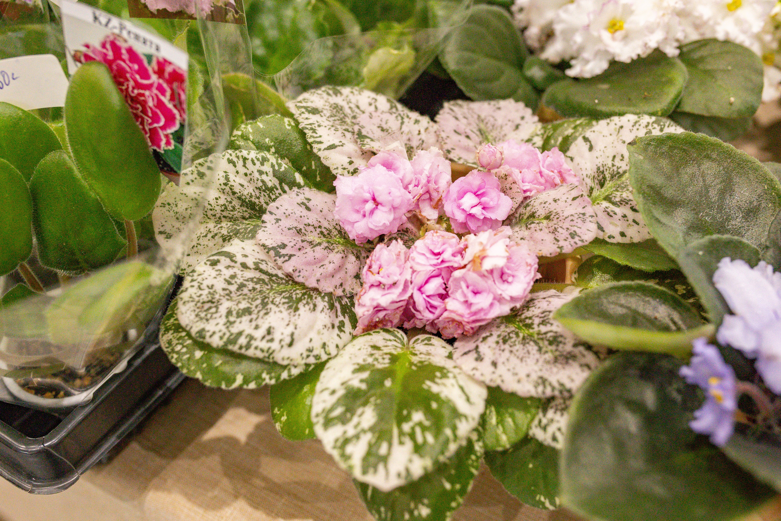 Орхидиум сентябрь 2025. Александра Куликова фотограф, Москва