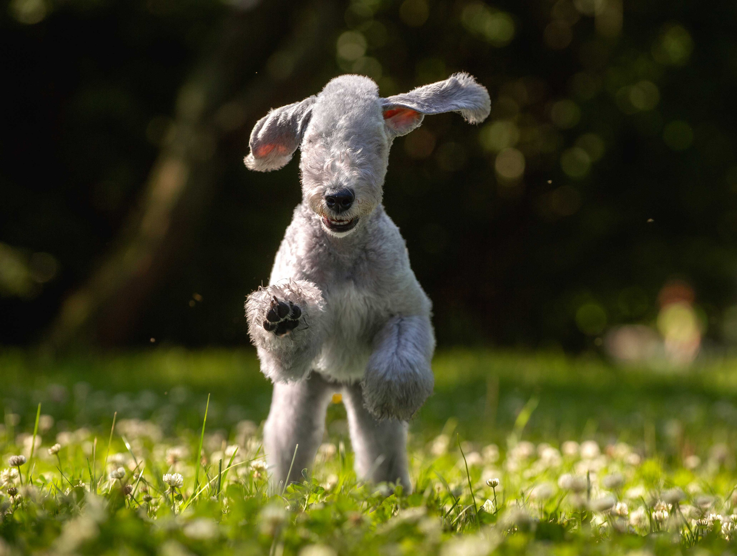 Собаки. Портретная и свадебная фотосъемка. Москва и область