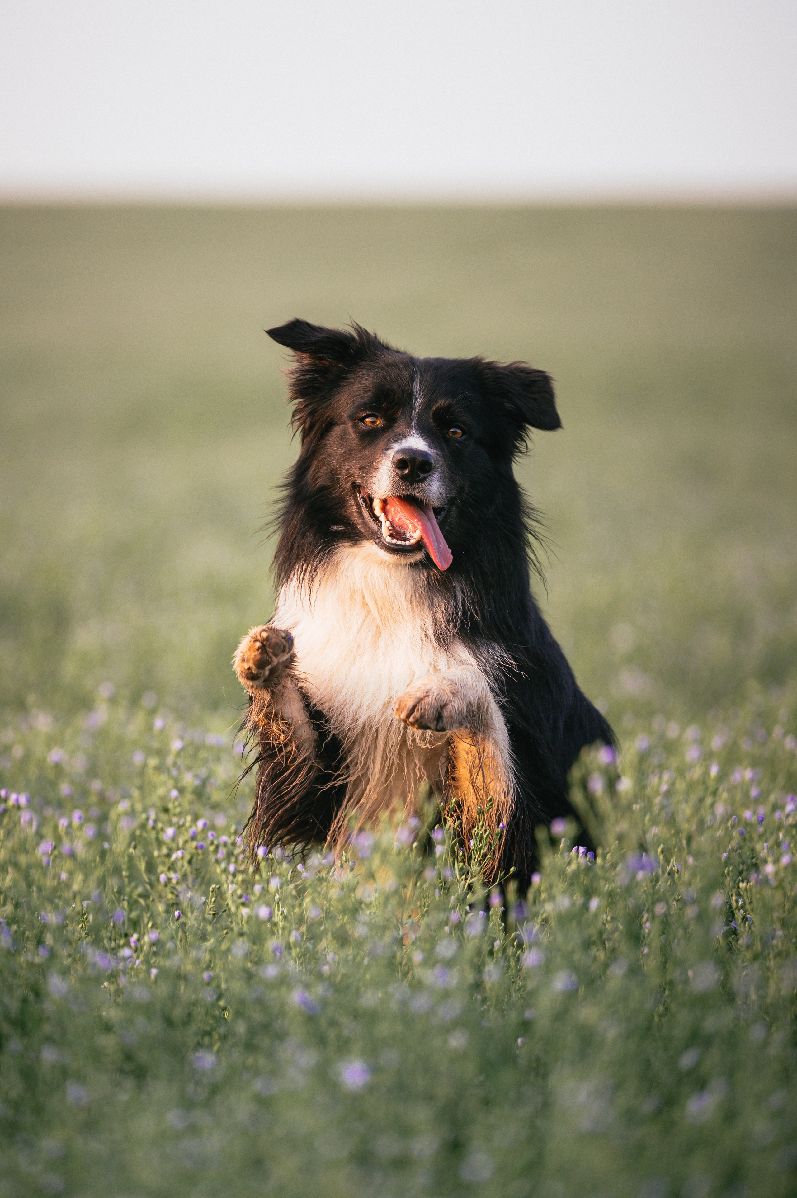 Прогулка на рассвете с бордер-колли. Фотограф в Ростове —на — Дону