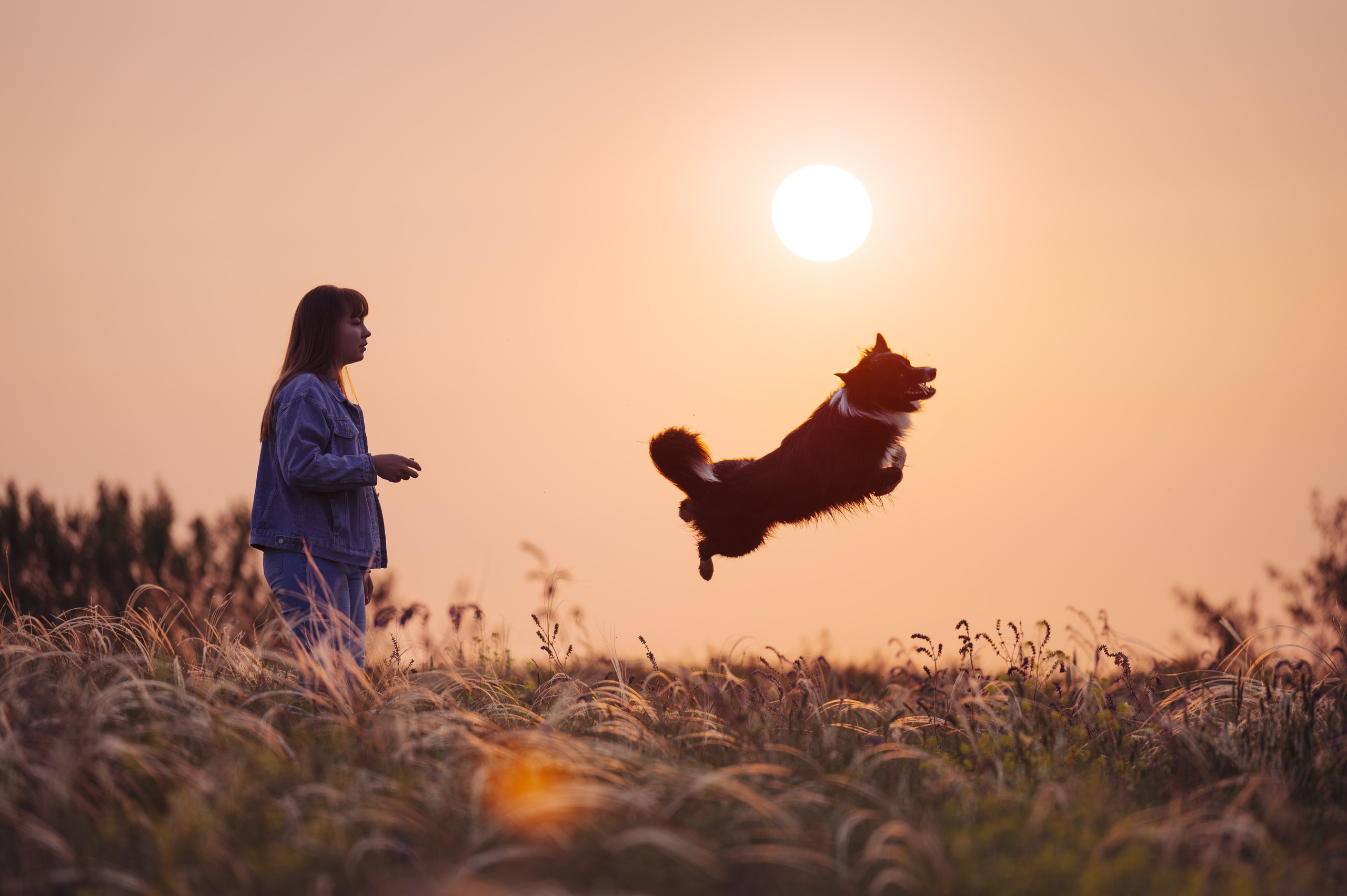 Прогулка на рассвете с бордер-колли. Фотограф в Ростове —на — Дону