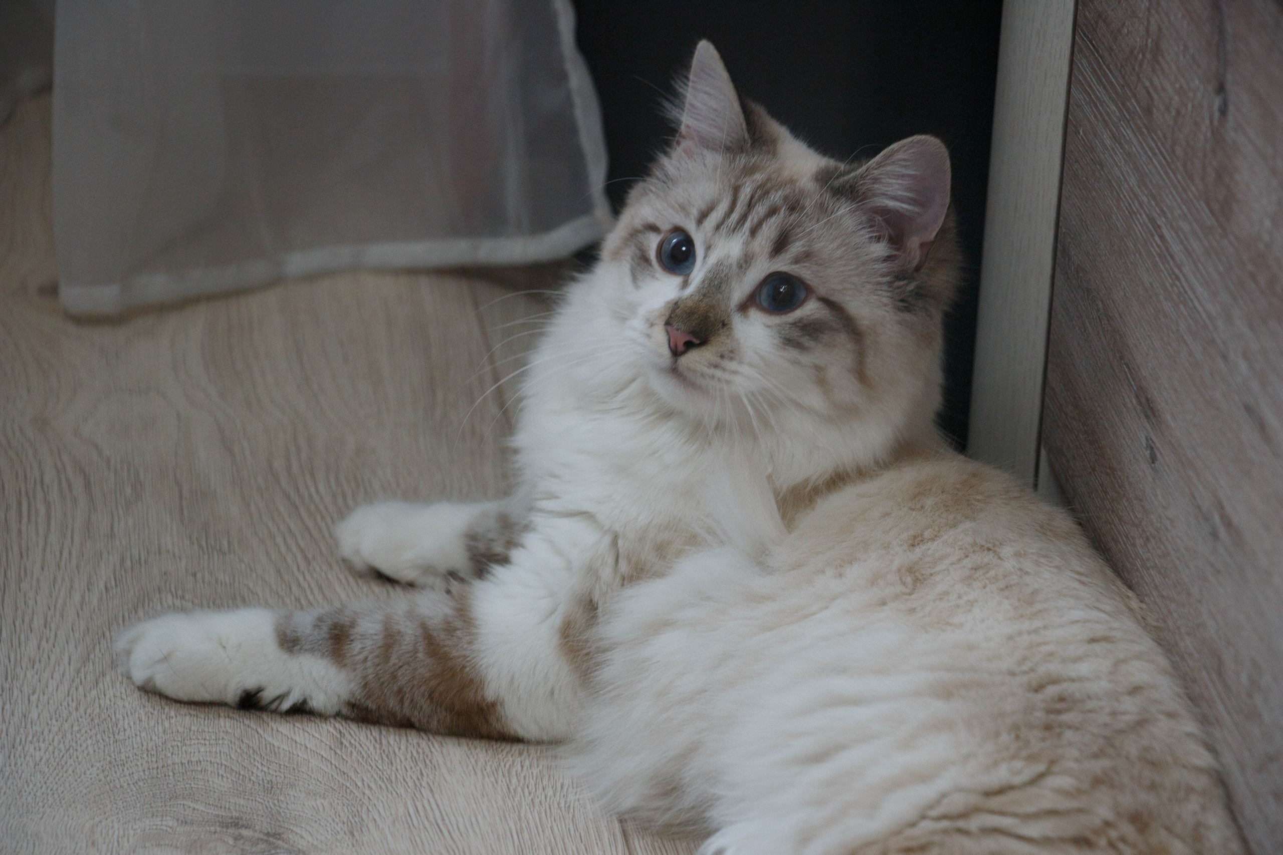 Kristina & Miya. Бережно сохраняю ваши чувства и истории на своих фотографиях