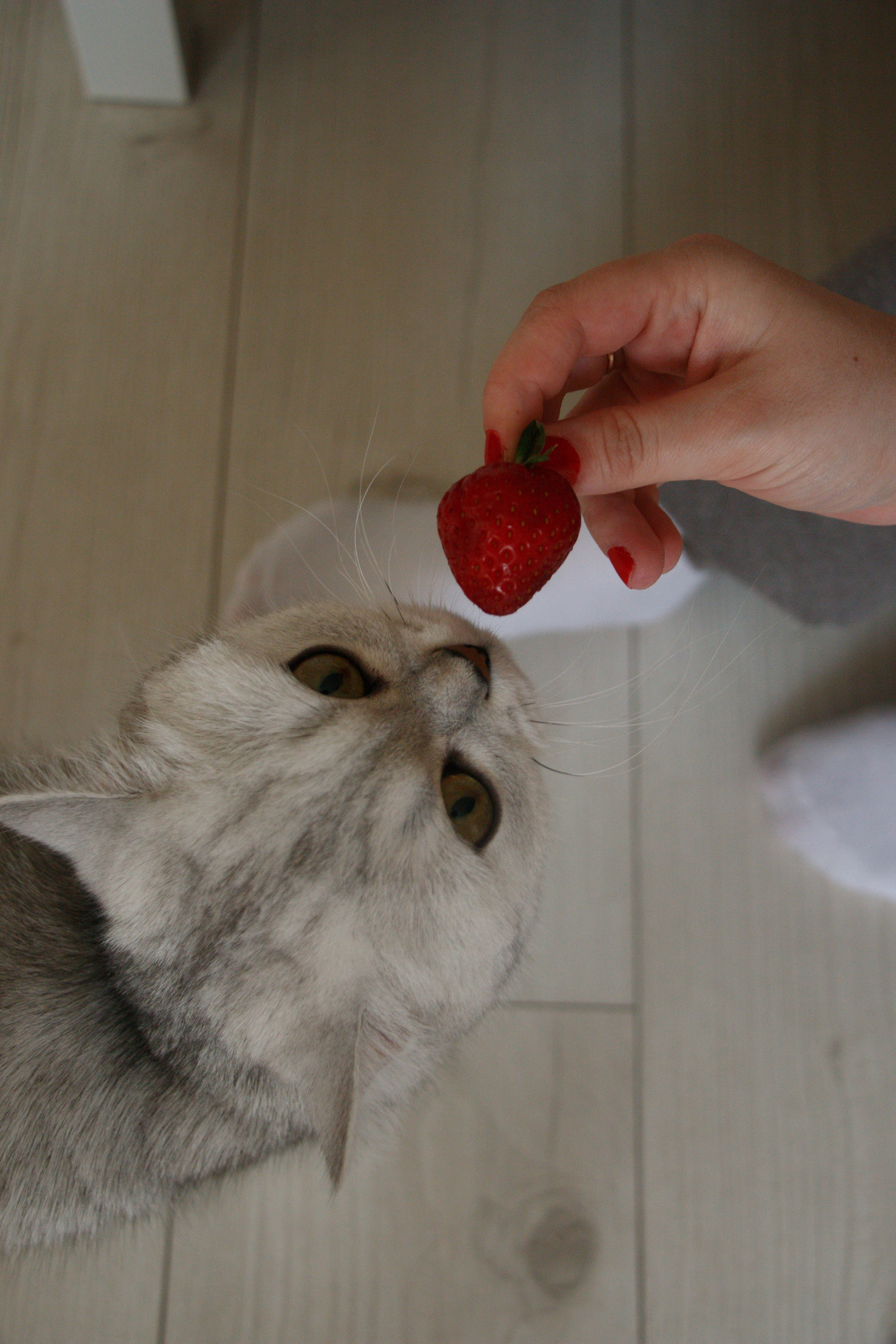 NASTYA & KITTI. Бережно сохраняю ваши чувства и истории на своих фотографиях