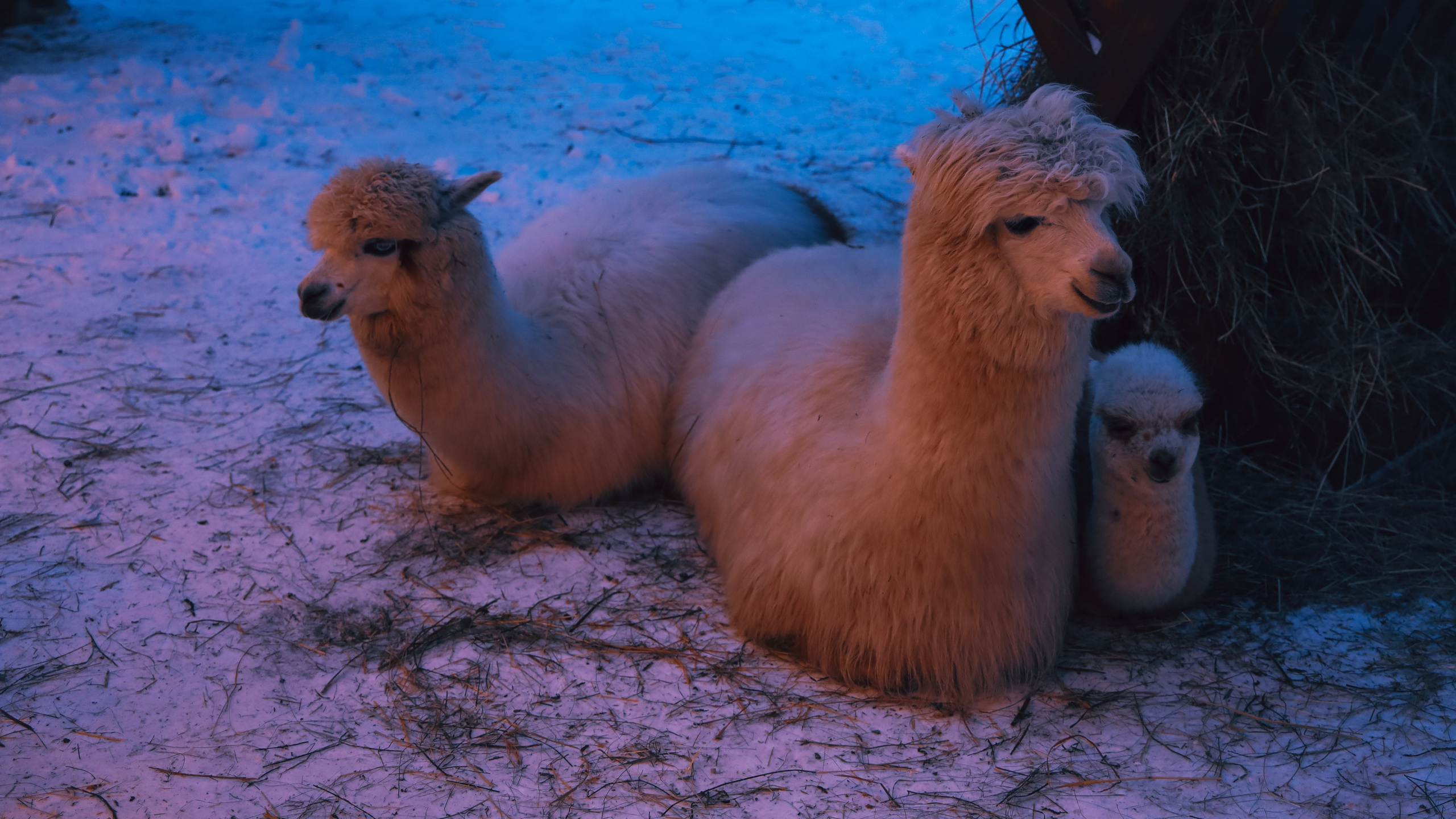 Alpaca park. Фотограф/дизайнер в Екатеринбурге Хитрый Дмитрий