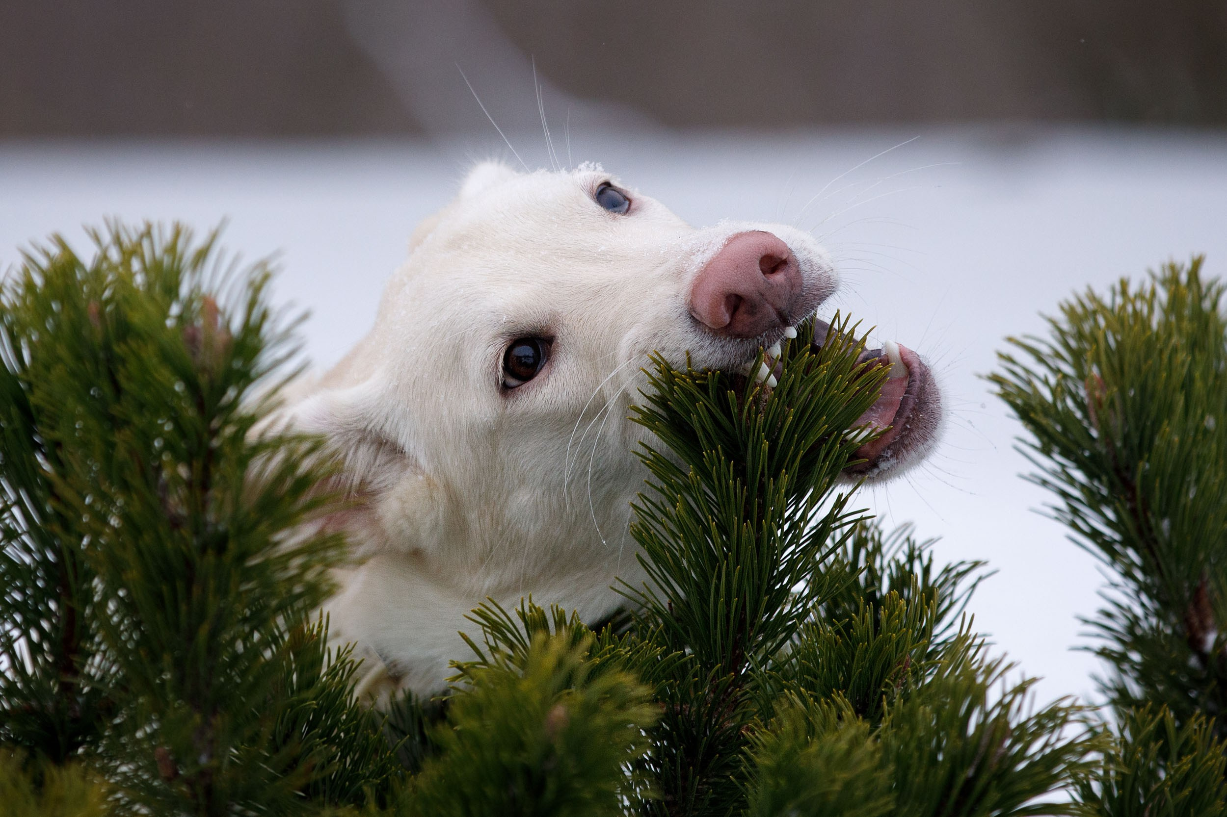 Фотопрогулка с Авророй и Амуром в Гольяново. Фотограф-анималист в Москве и Московской области Татьяна Фролова