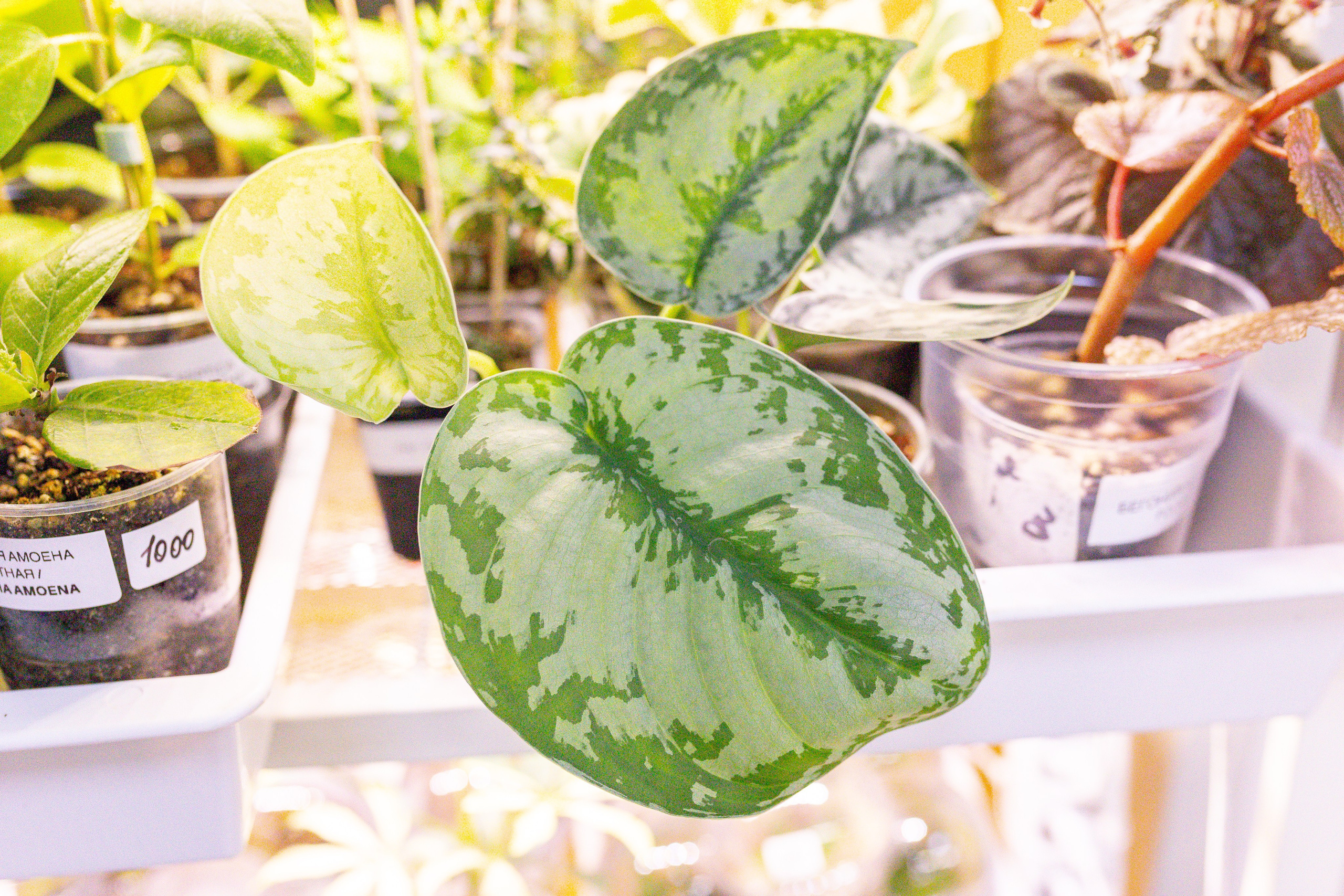 Монстериум 11–12 октября. Александра Куликова фотограф, Москва