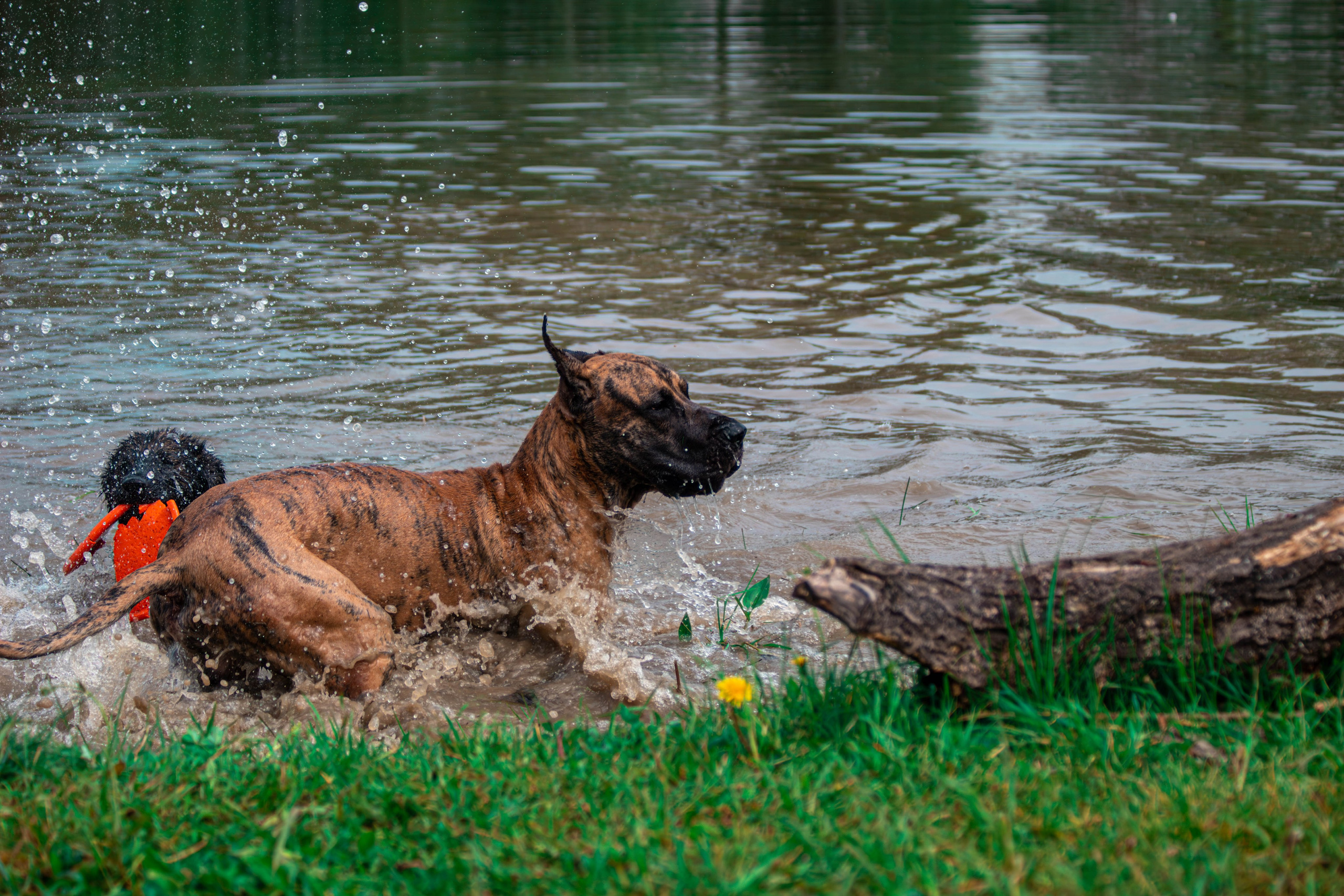 Фотосессии с животными Тула. Фотограф анималист — Тула, Москва