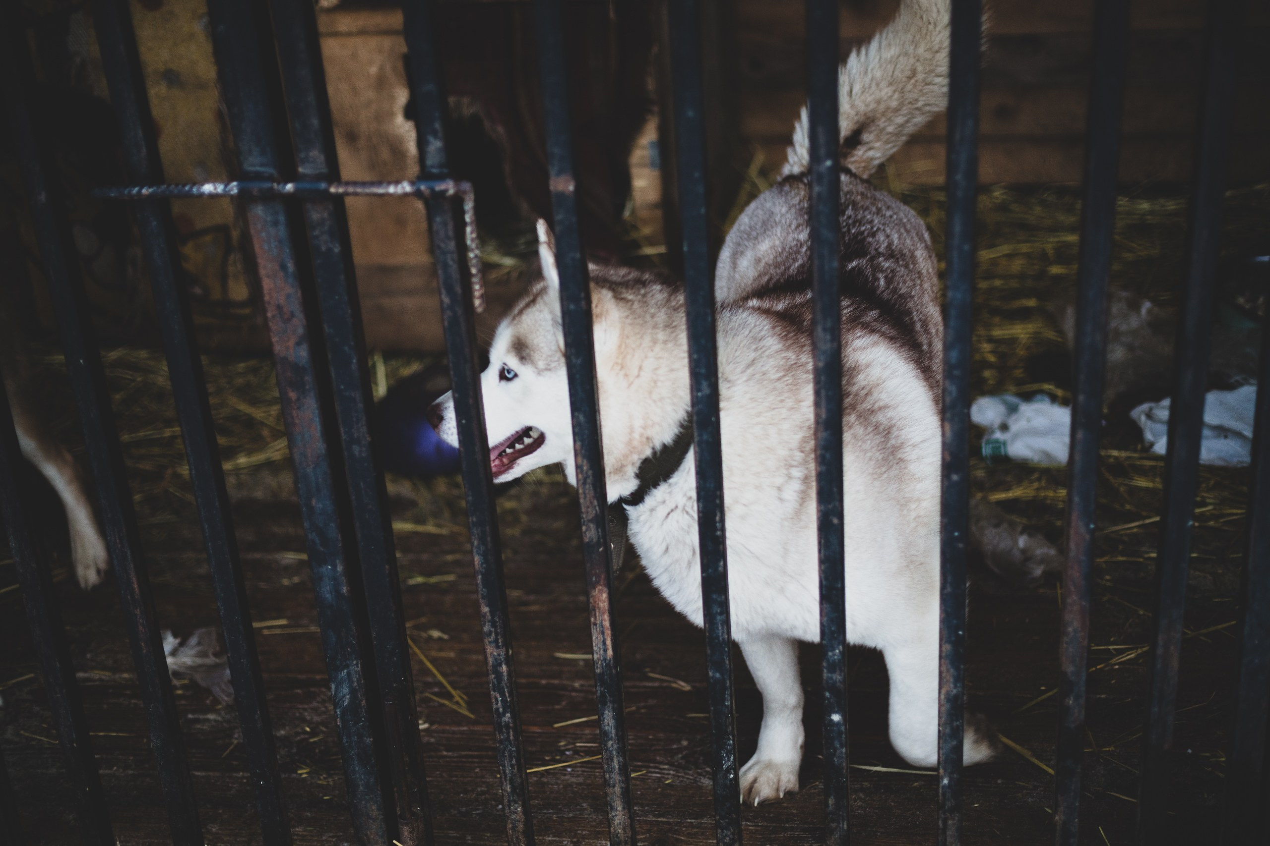 Фонд помощи: Husky_help_21. Фотография