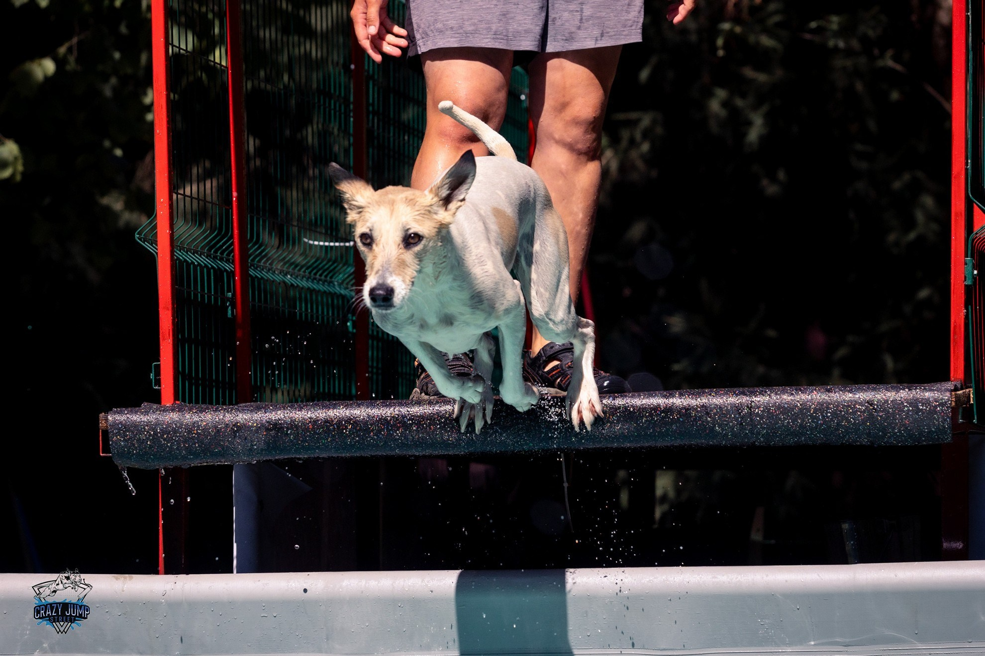 Собаки, спорт, Док дайвинг. Свадебный и репортажный фотограф в Москве и Московской области