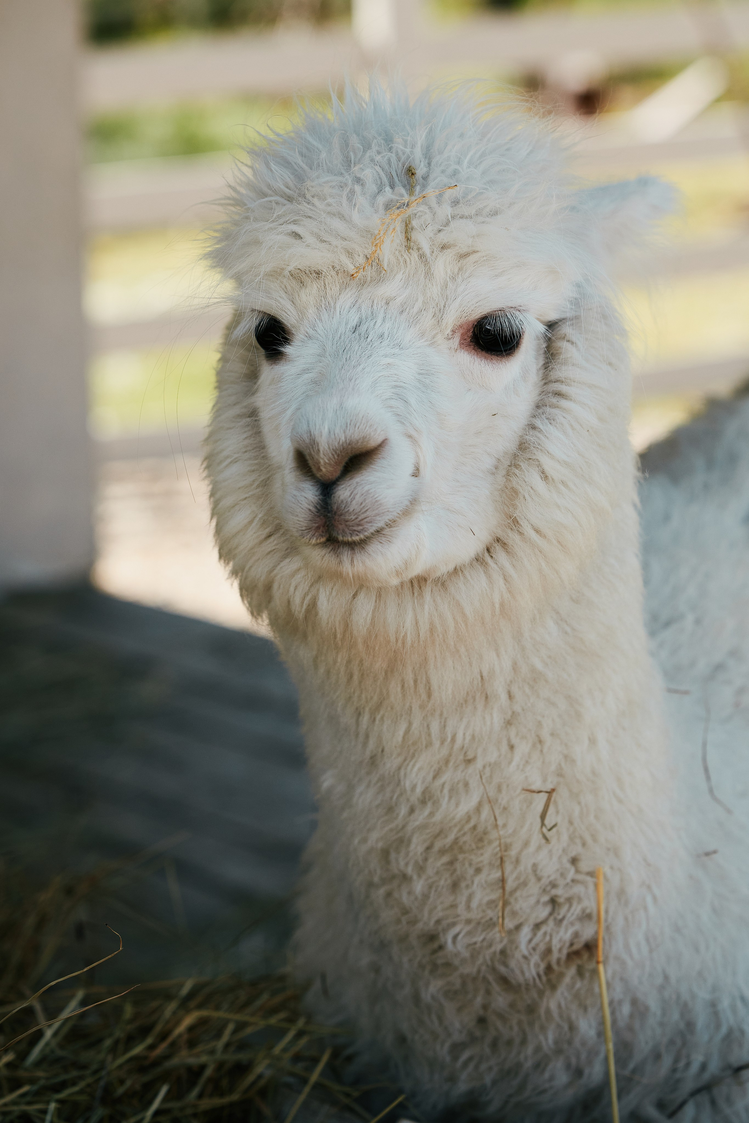 PRIVATE Weekend на Ферме Альпак 19.04. Свадебный репортажный фотограф краснодар максим дремов дрёмов фотосессия студия цена