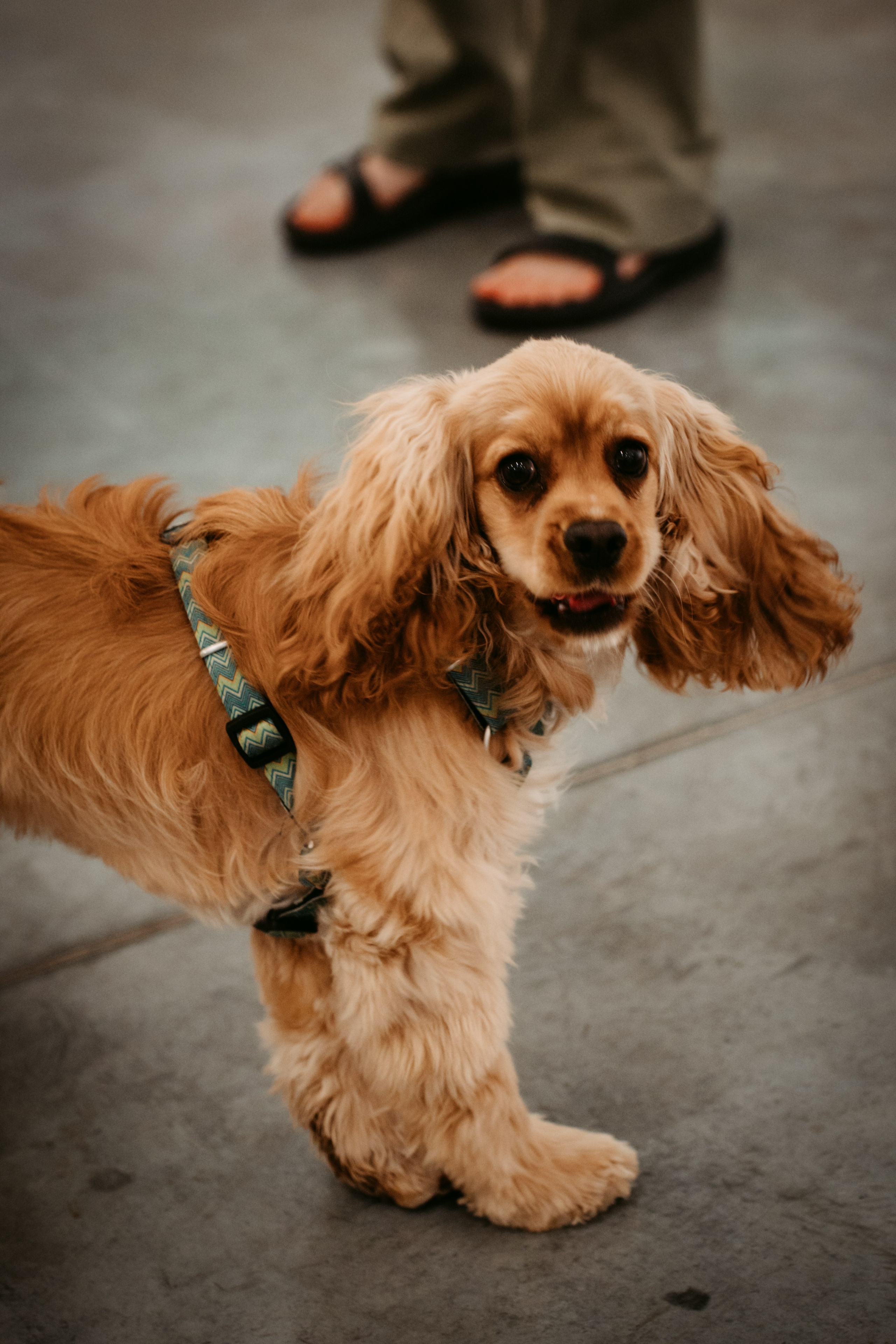 Гитарник. Главная