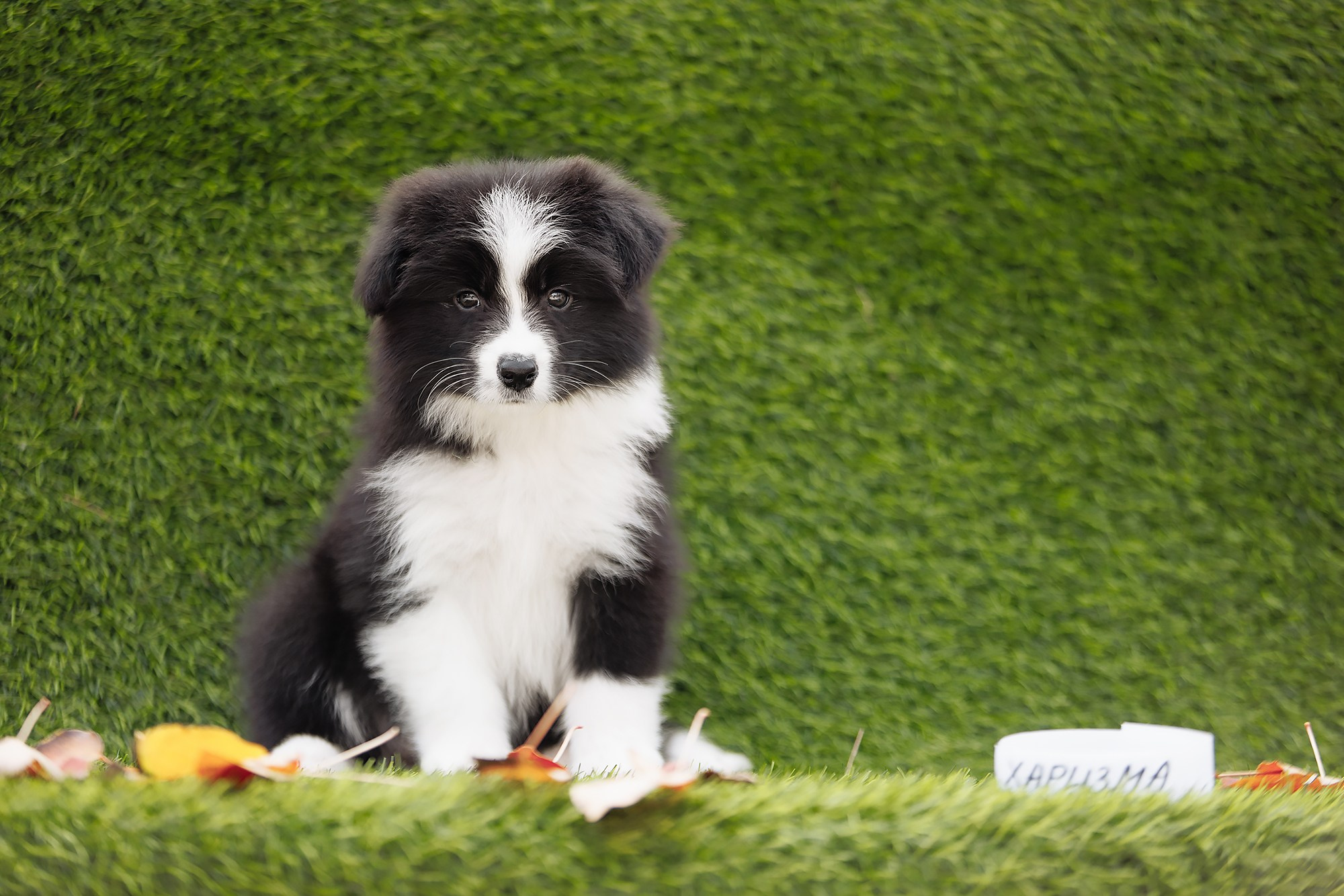 Новый лист. О нас