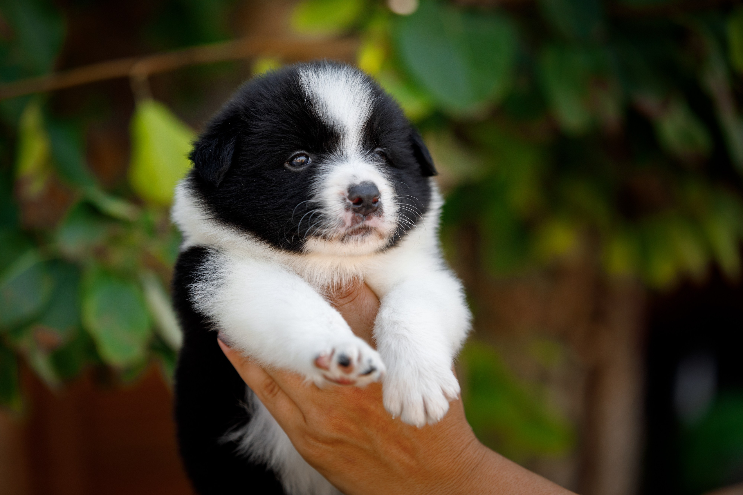 Смешарики. О нас