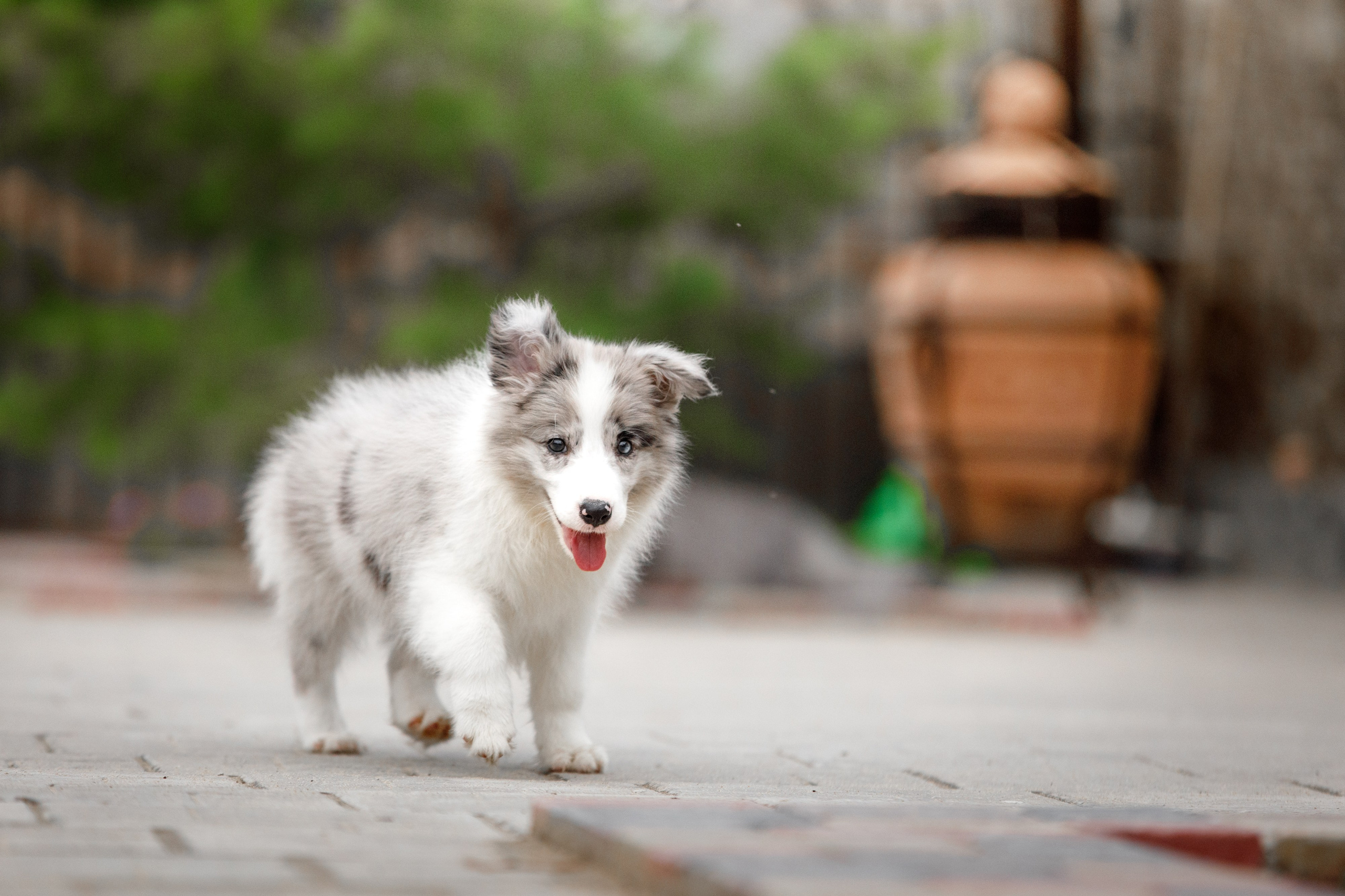 Болтовня в саду. О нас