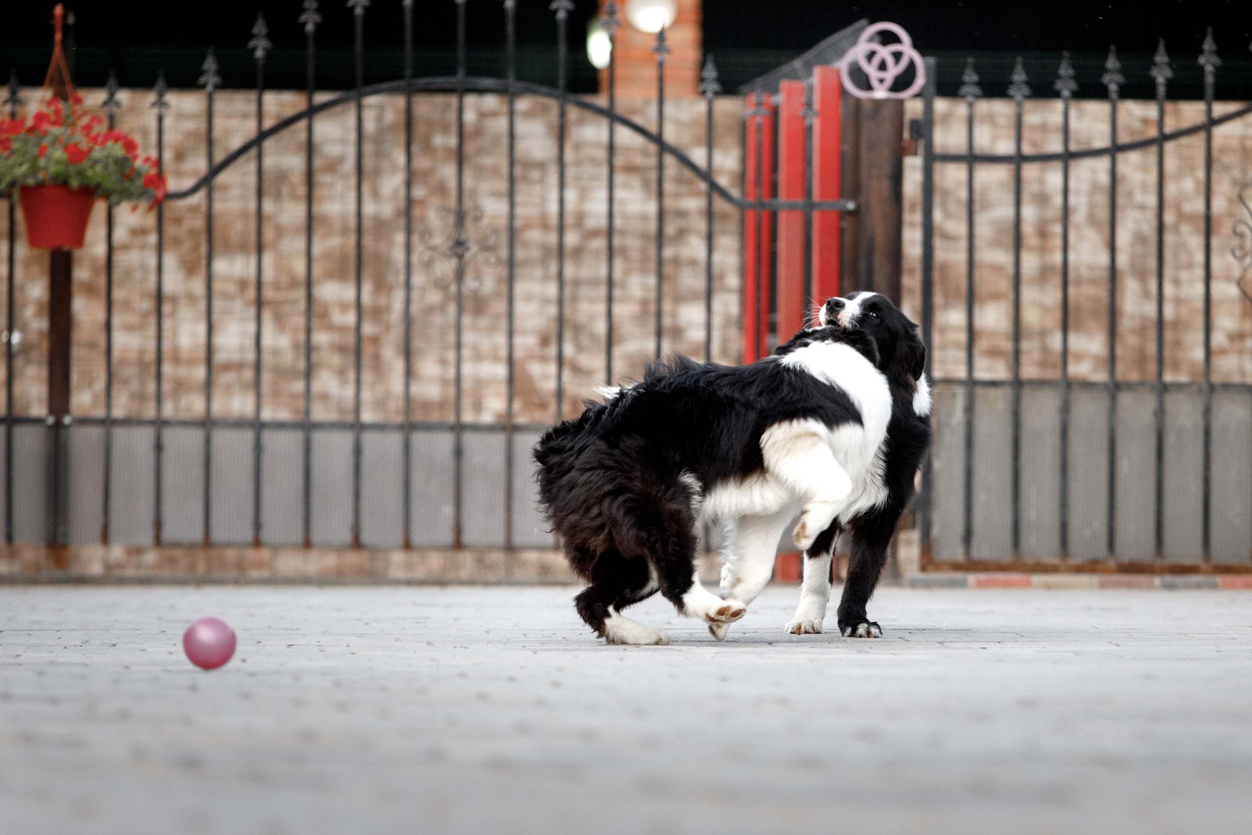 Болтовня в саду. О нас