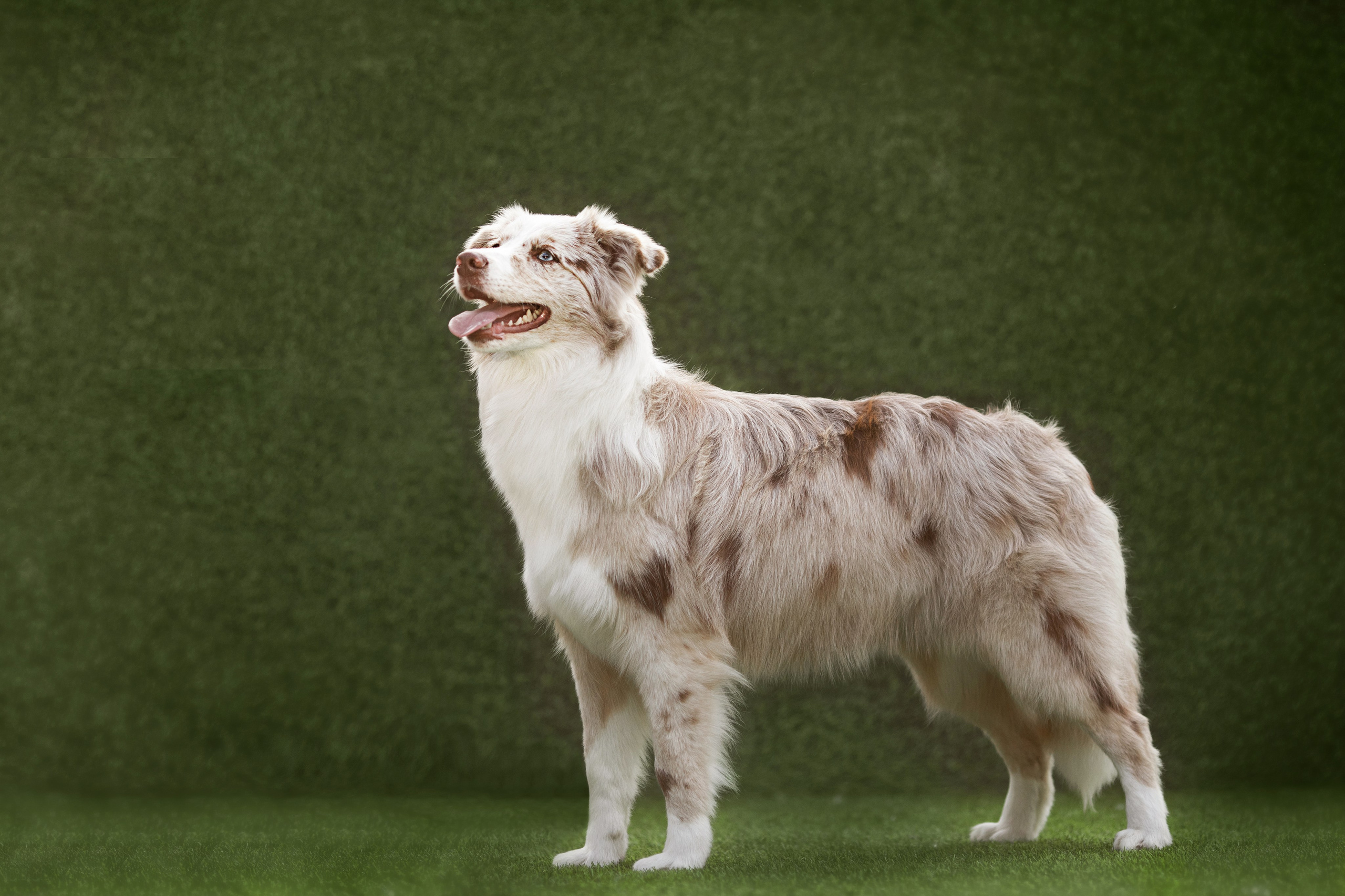 Роскошь в ростошах. О нас