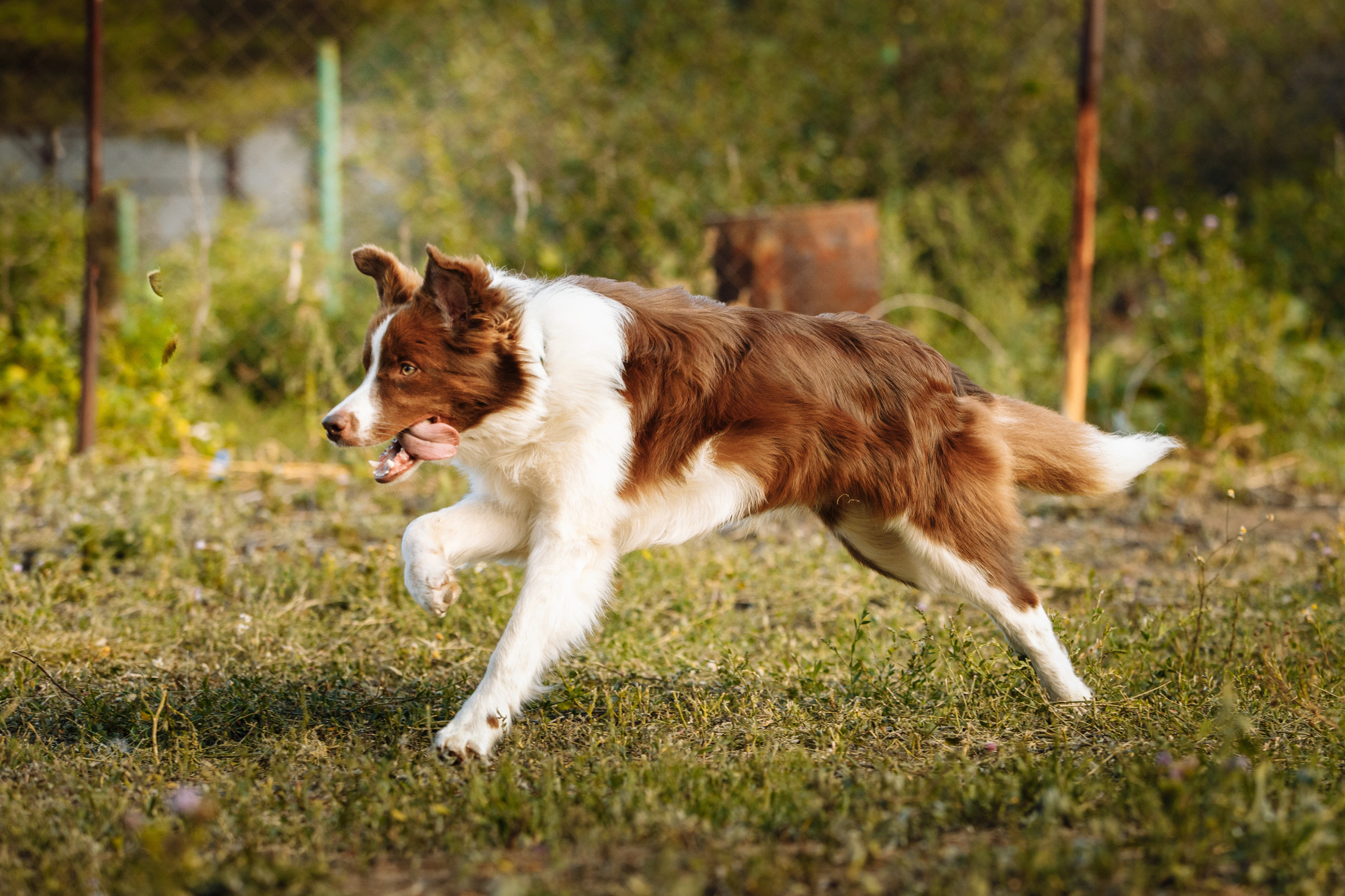 Овечий день. О нас