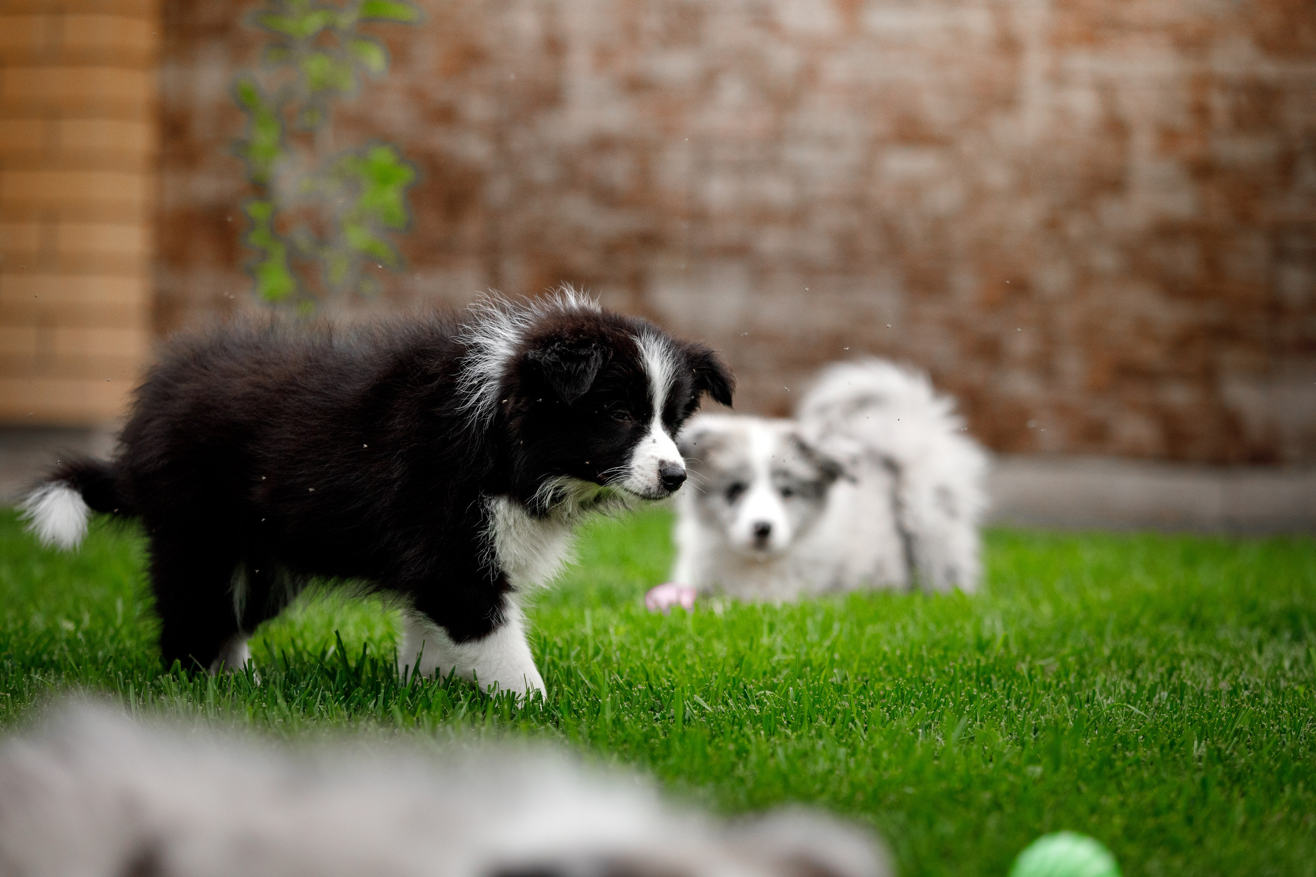 Болтовня в саду. О нас