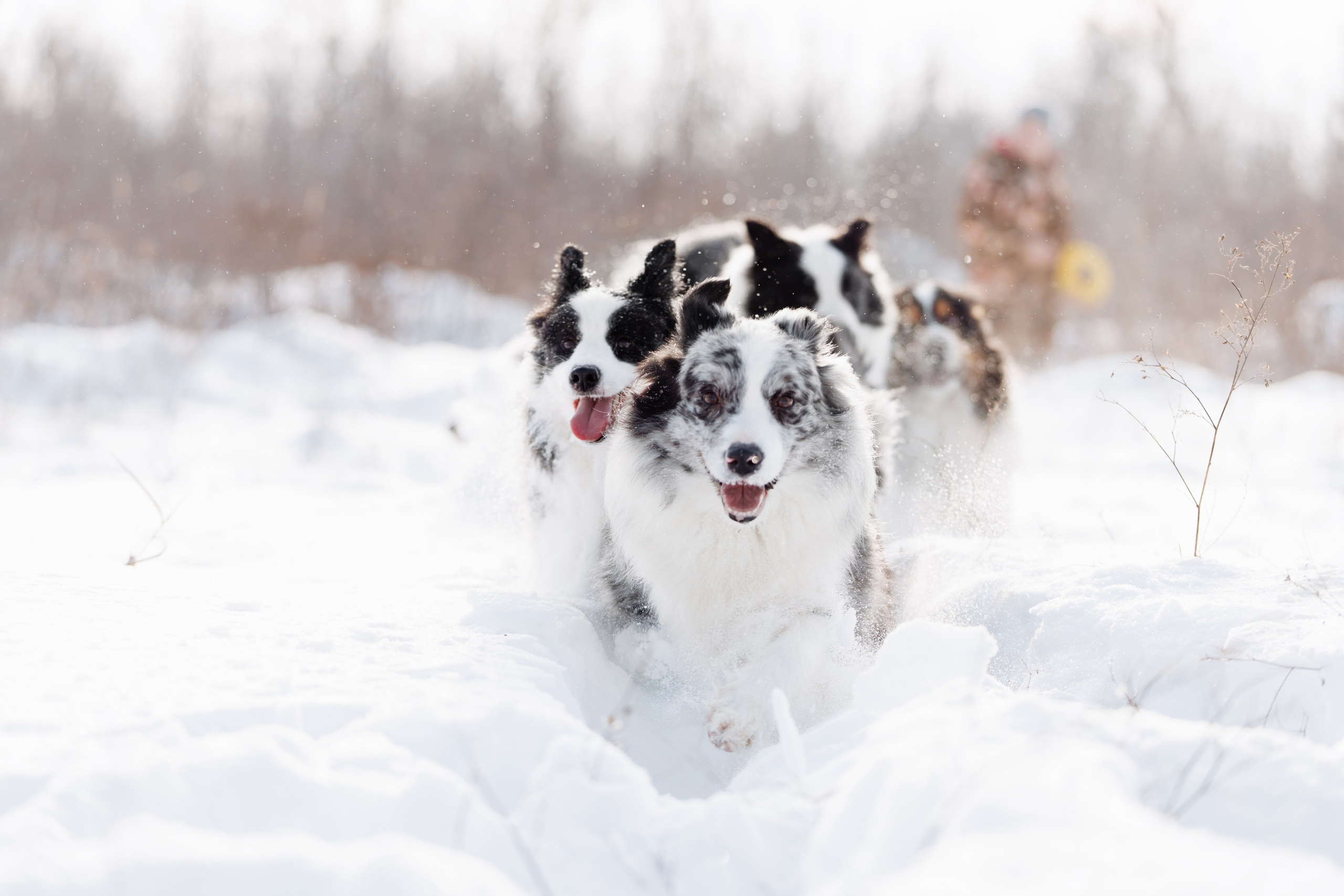 Яркий январь. О нас