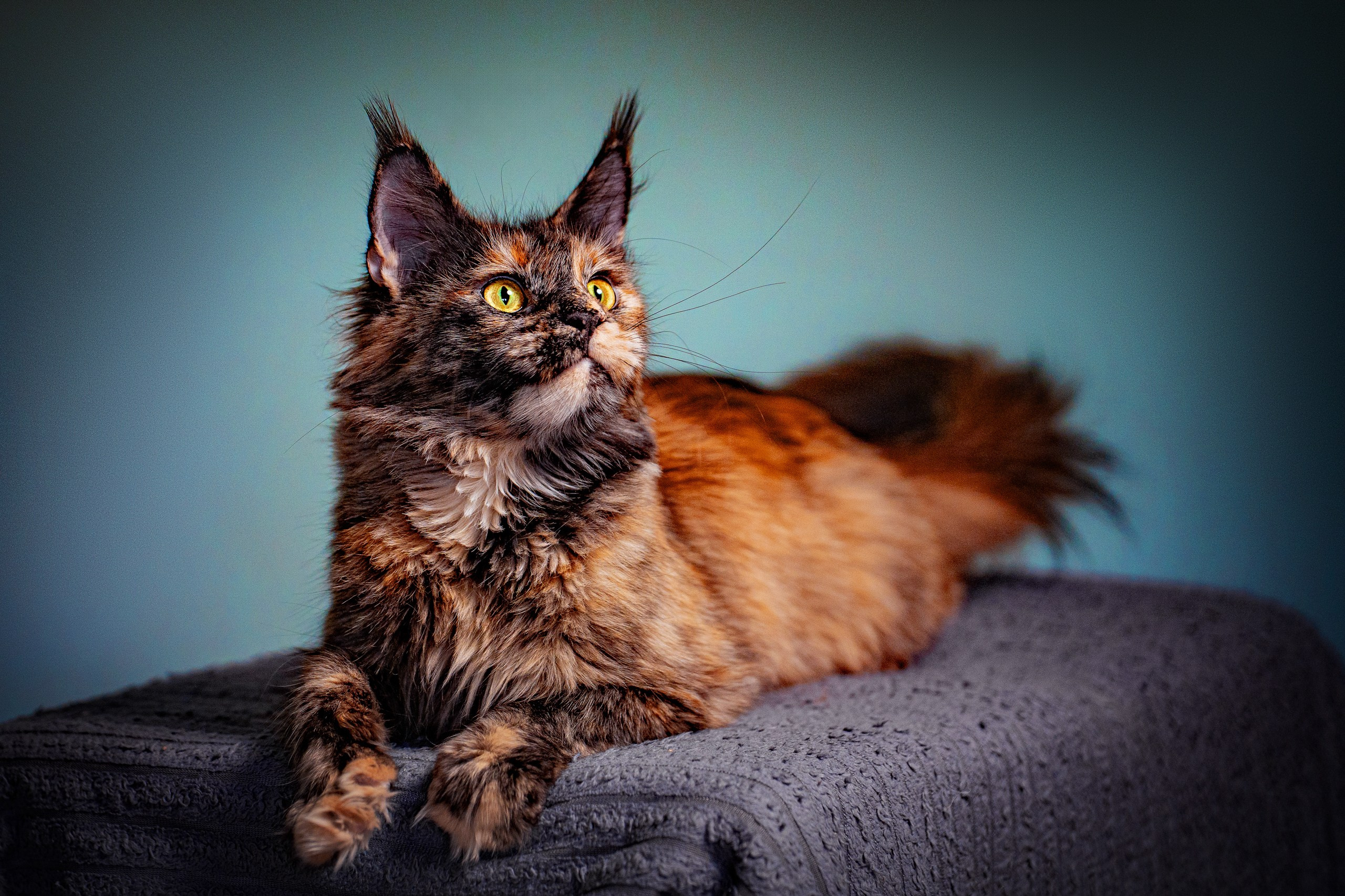 Животные. Профессиональный фотограф в Волгодонске Алексей Рубашевский