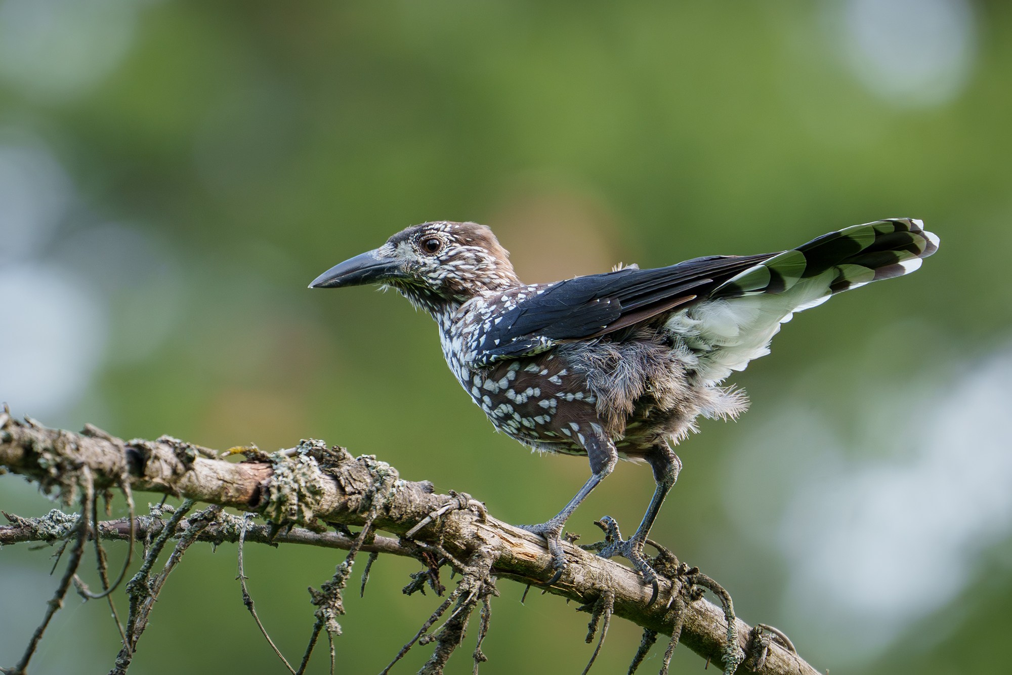 Удивительные мир птиц. Вокруг нас столько прекрасного — присмотритесь!. Ваш личный фотограф Марина Волкова
