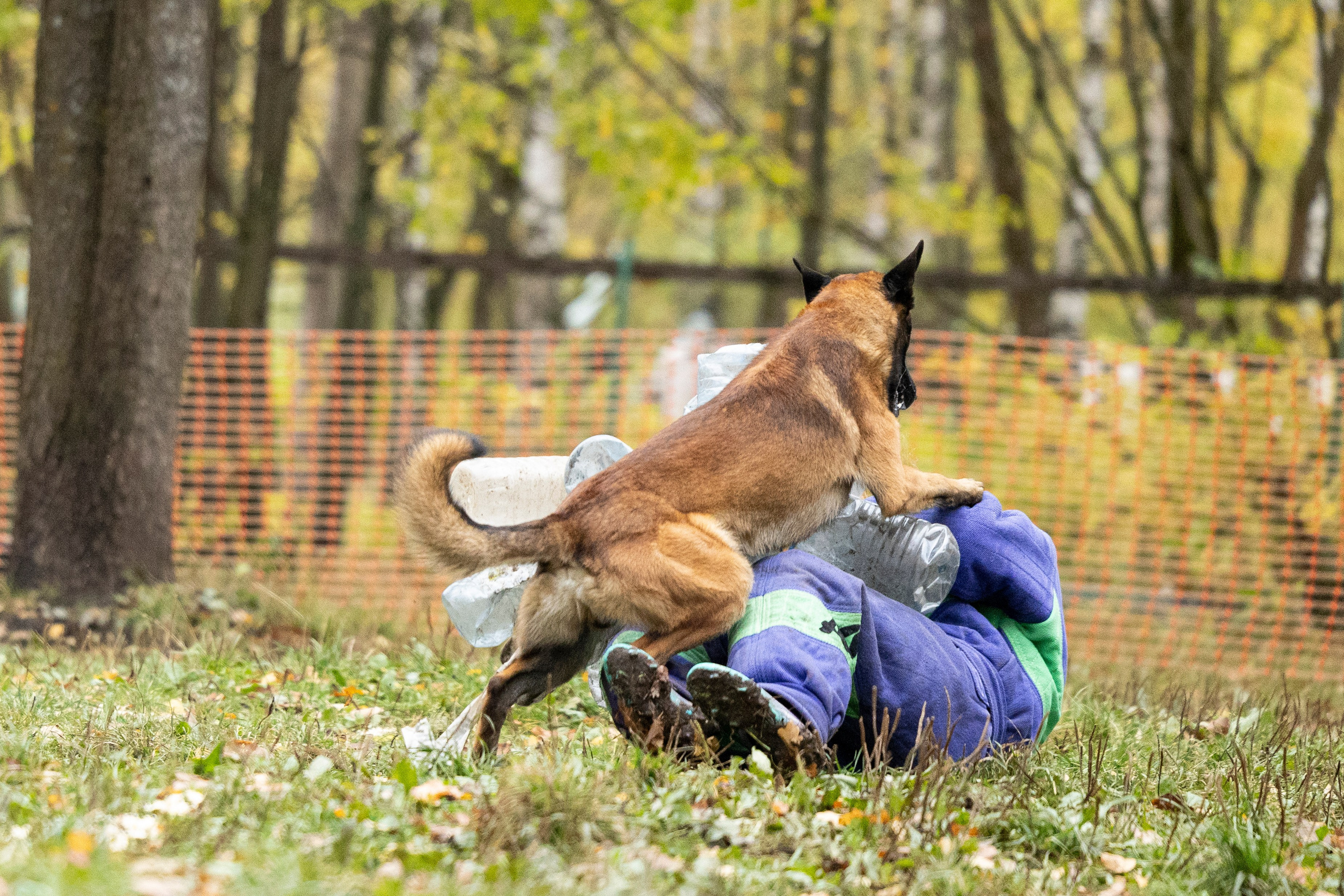 Соревнования по Мондьорингу г. Вологда. Фотограф-анималист Анна Маринич
