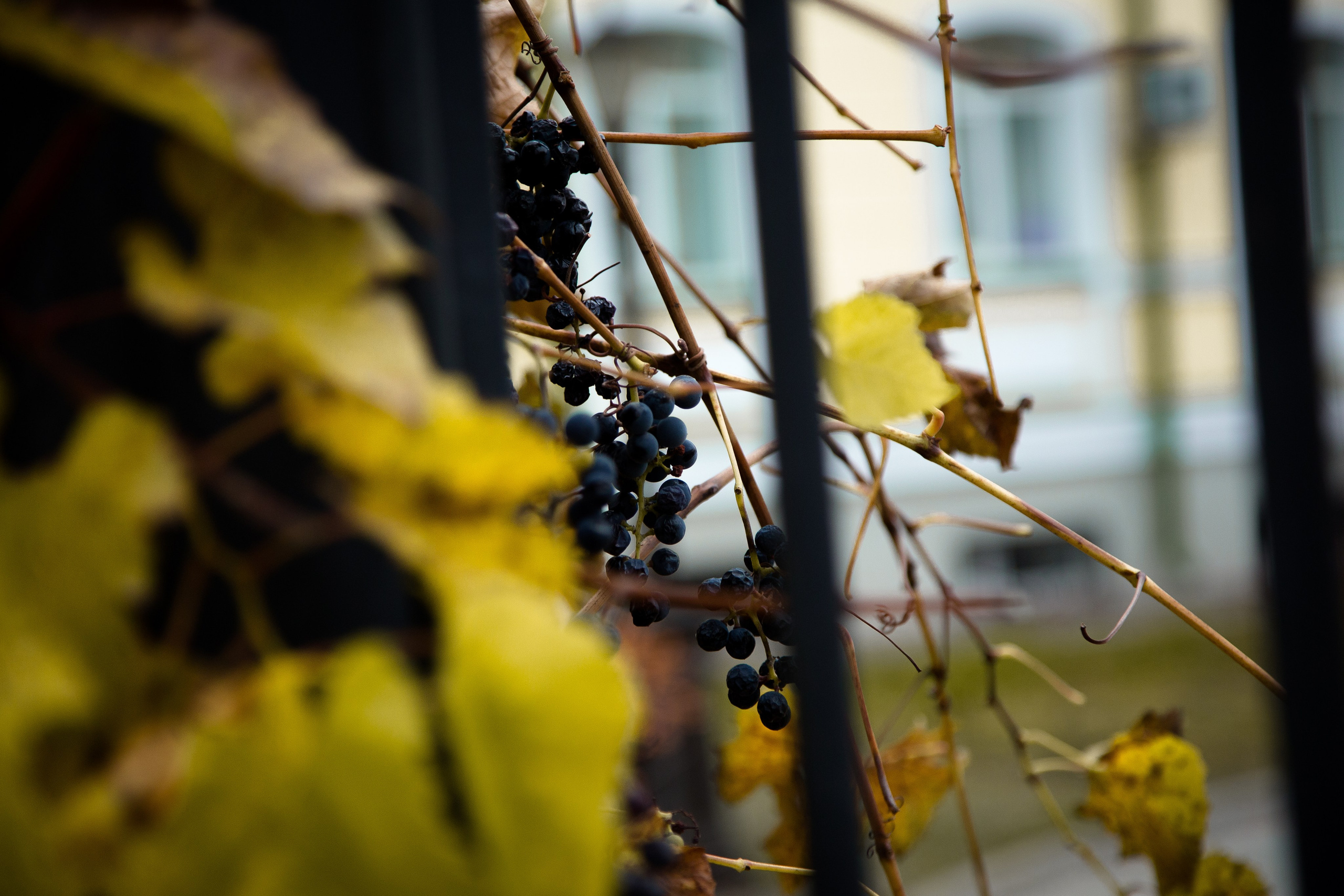Старый Оренбург. Ваш фотограф в Оренбурге Рощупкина Екатерина